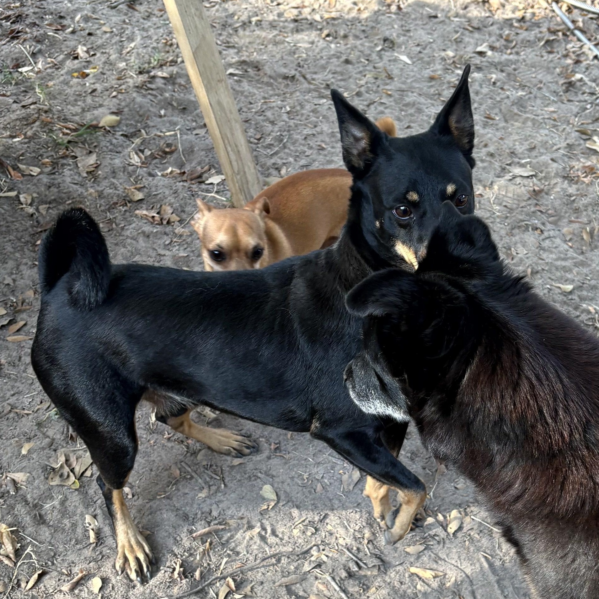 Enlarge Pedro, a Adopted mixed breed in Winchester, VA image 5/6