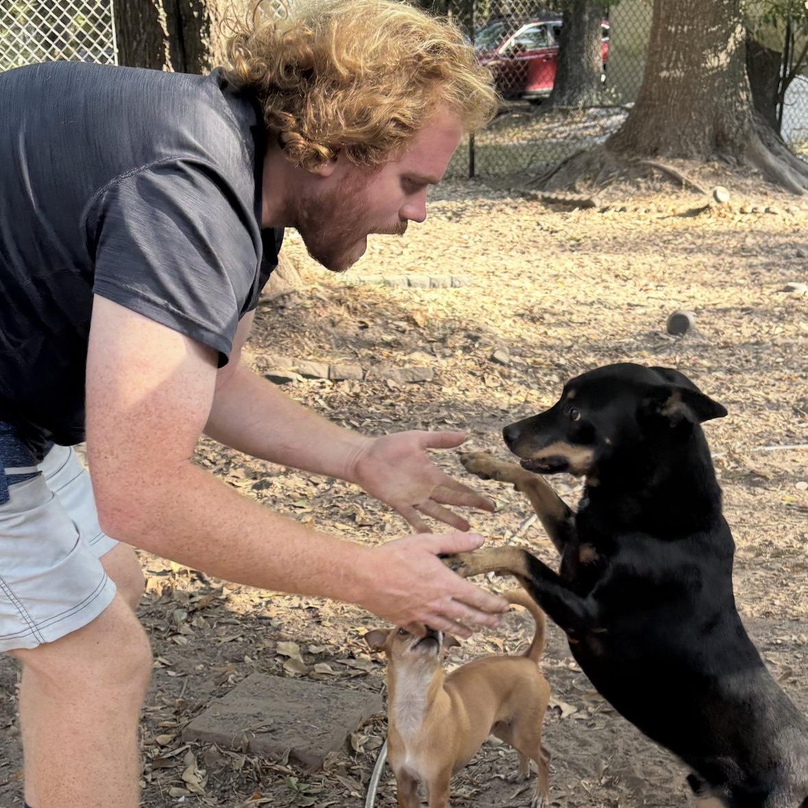 Enlarge Pedro, a Adopted mixed breed in Winchester, VA image 1/6
