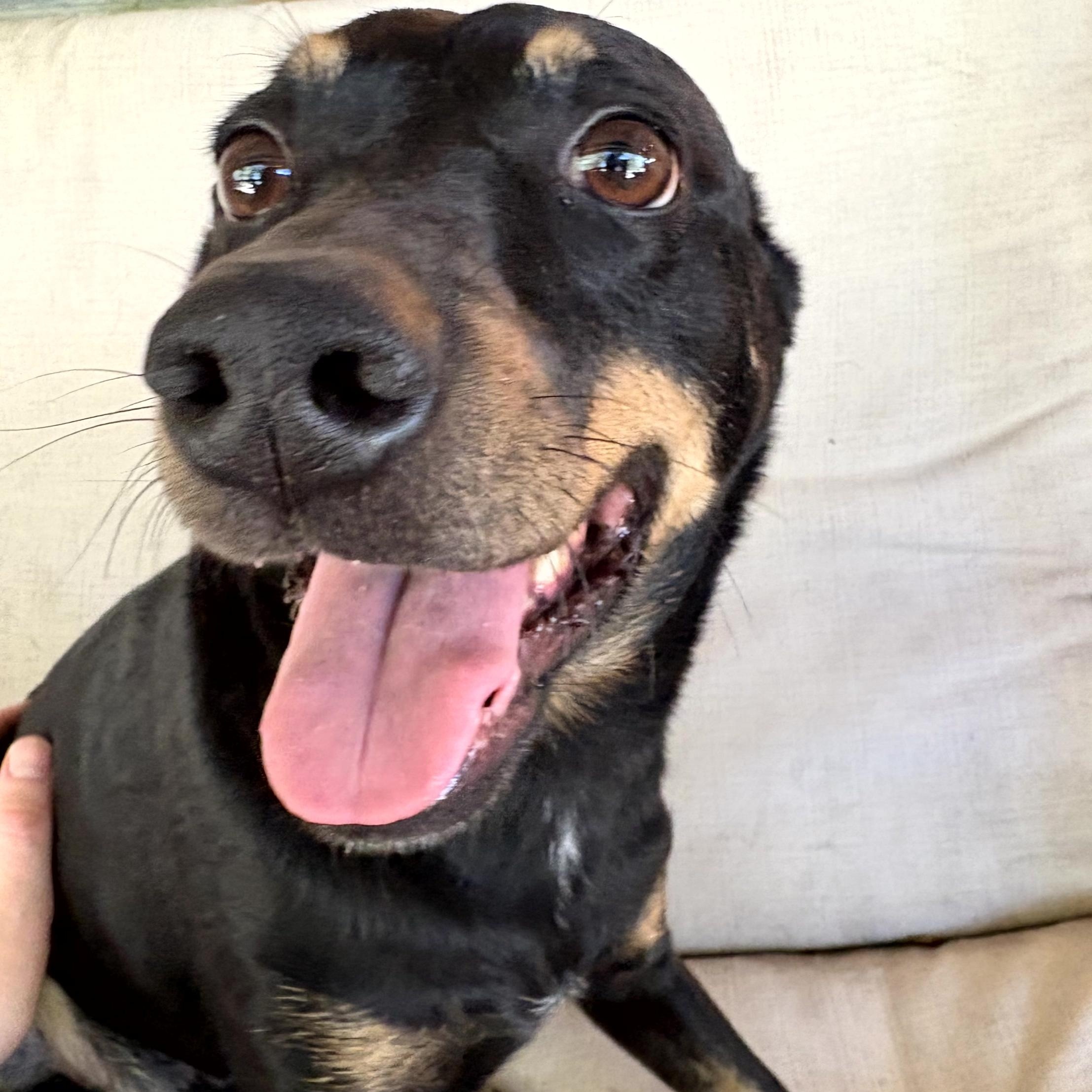 Enlarge Pedro, a Adopted mixed breed in Winchester, VA image 2/6