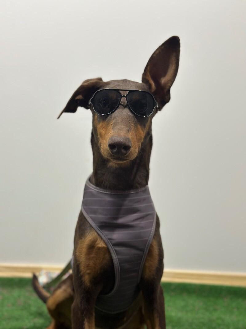 Moana, Young Female Doberman Pinscher