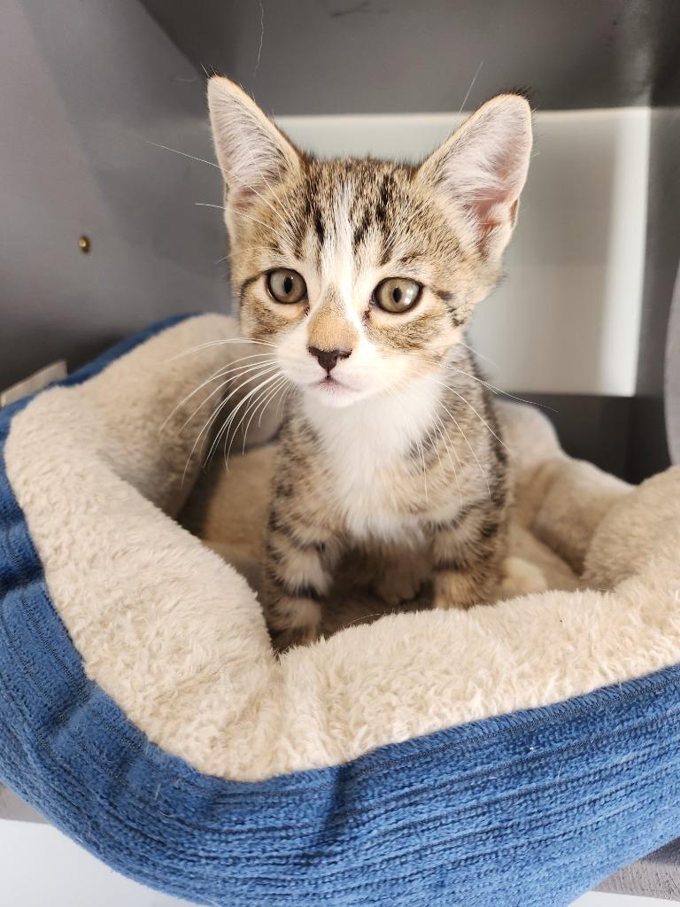 Caroline, Adopted, Young Female Domestic Short Hair.