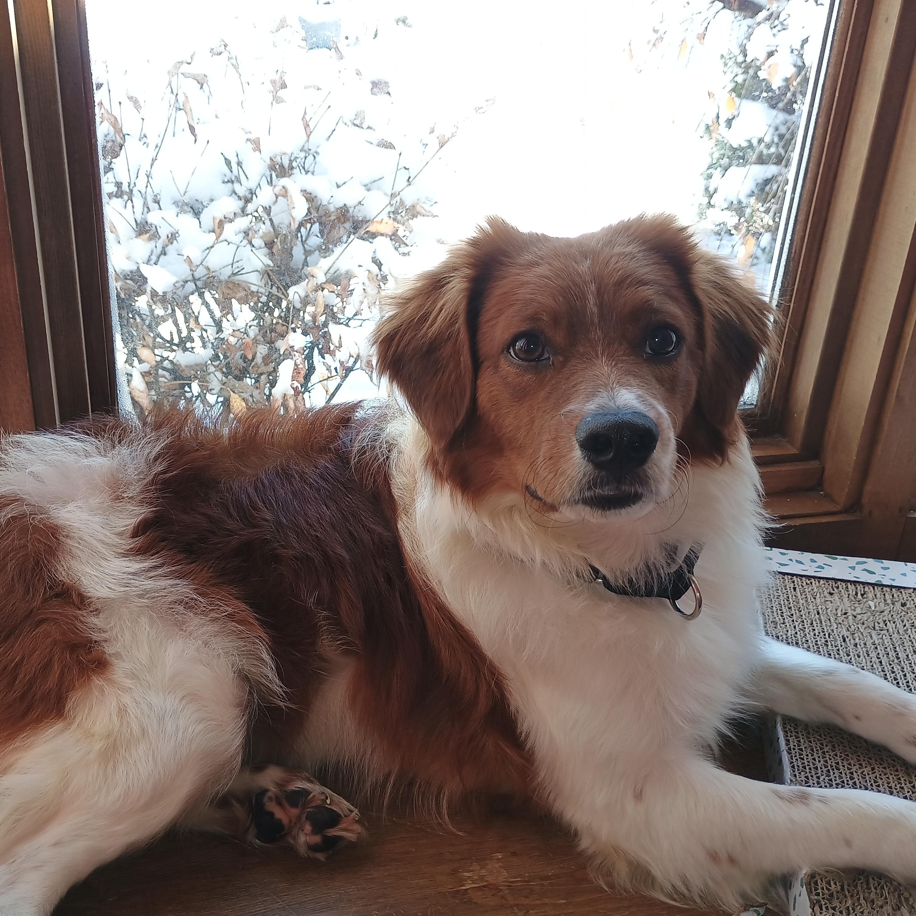 Jeremy, Adoptable, Young Male Mixed Breed.