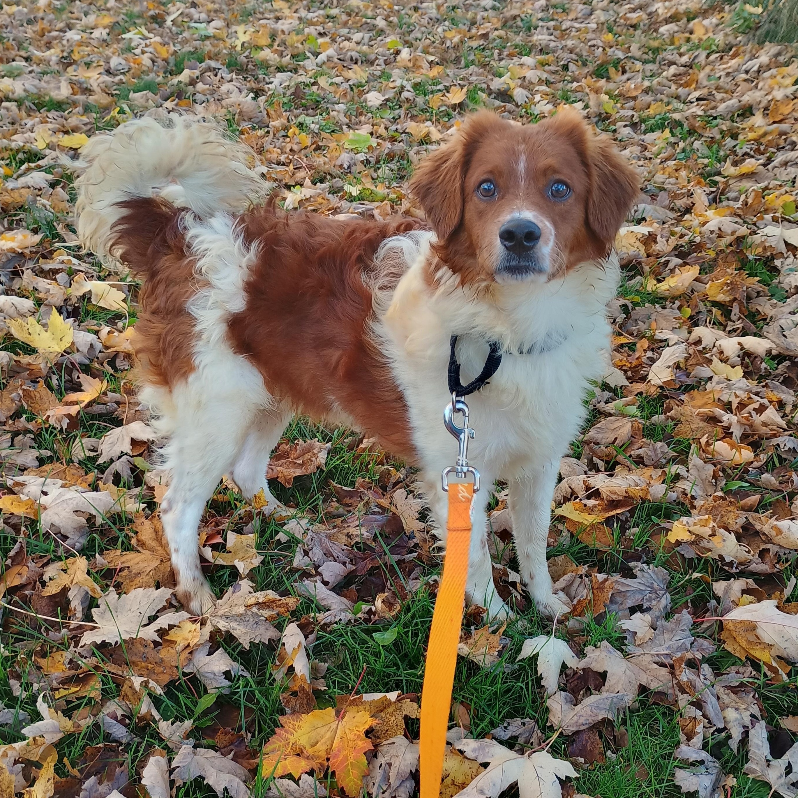 Enlarge Jeremy, a Adoptable mixed breed in Alma, MI image 2/3