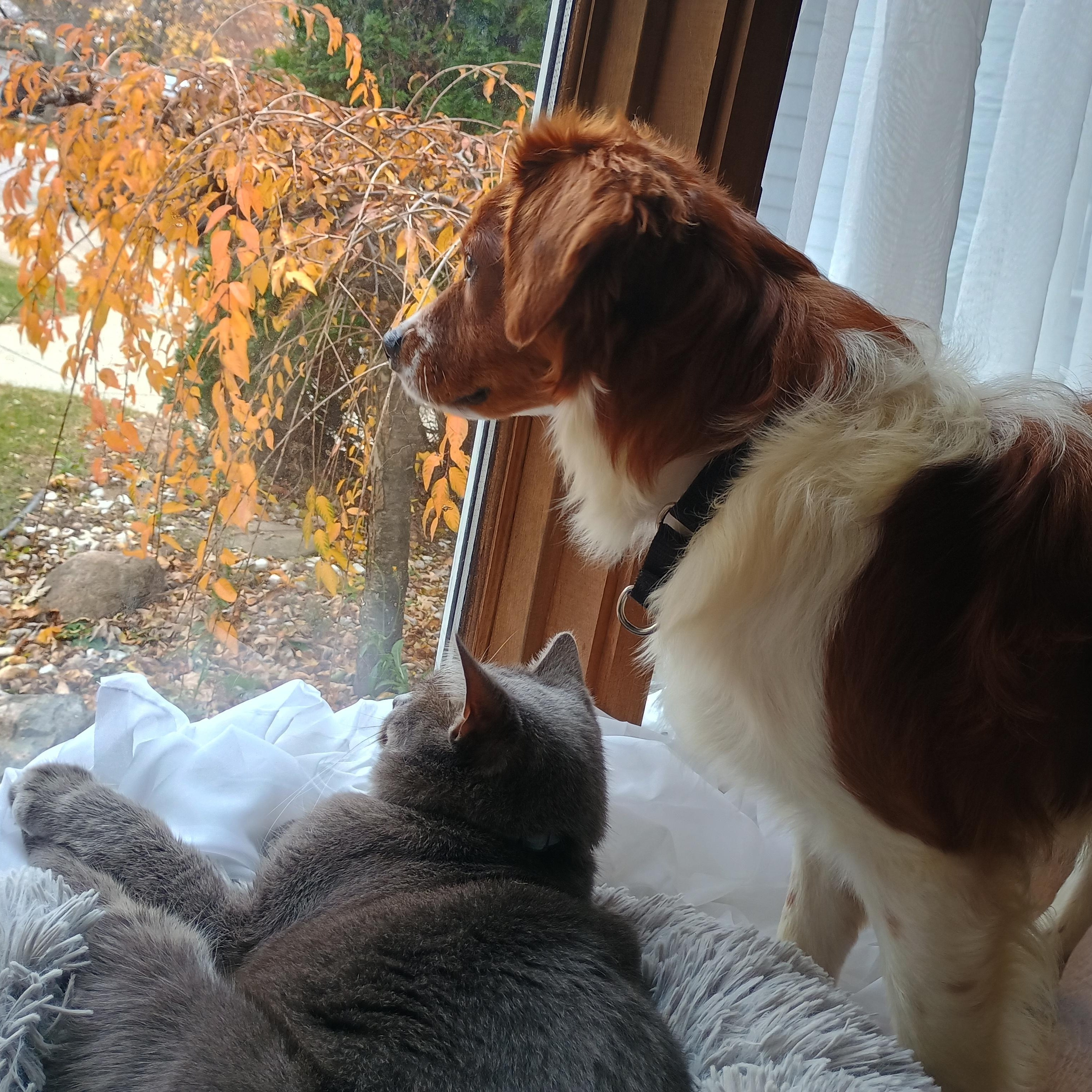 Enlarge Jeremy, a Adoptable mixed breed in Alma, MI image 3/3