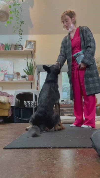 Enlarge Roger, a Adopted mixed breed in Portland, OR video 6/11