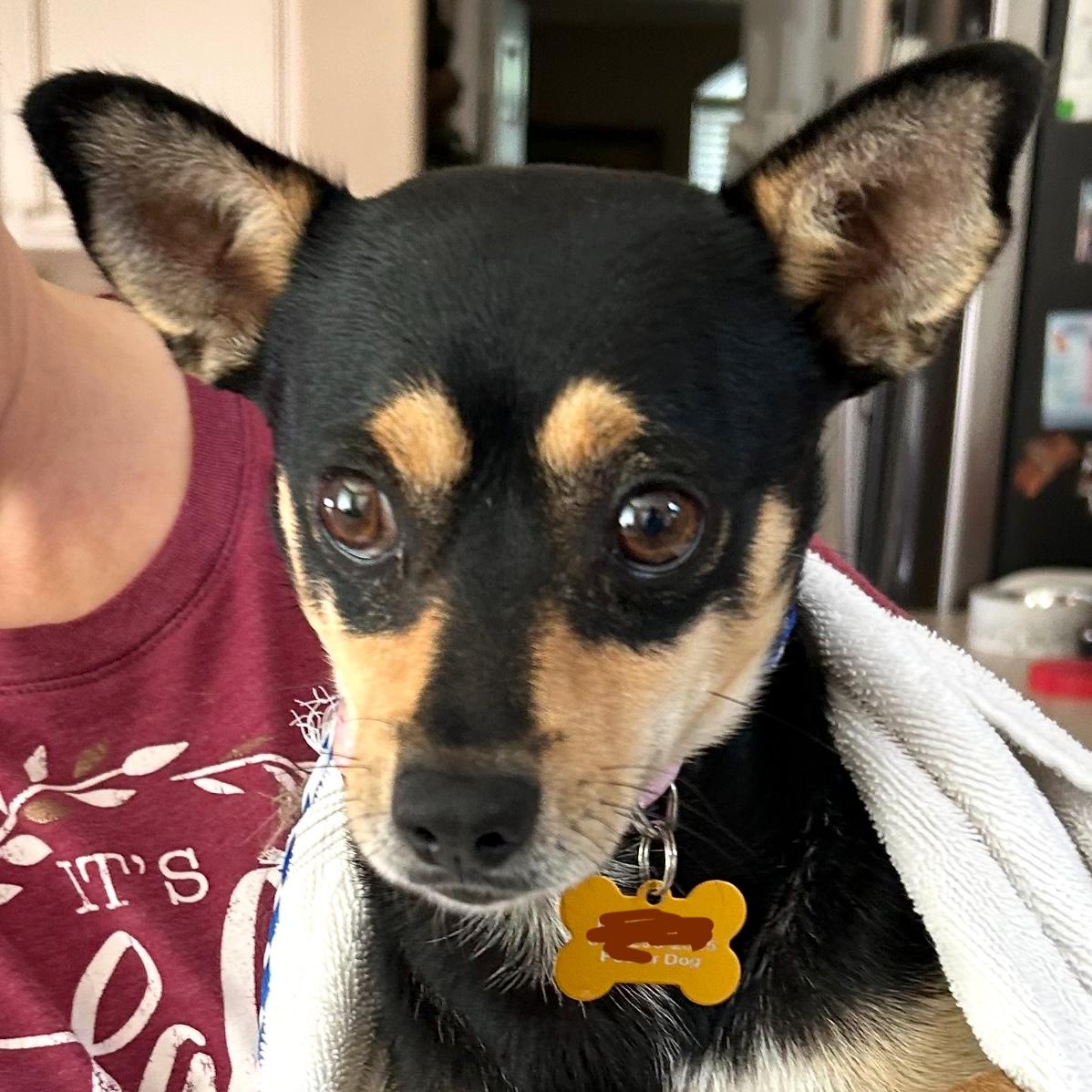 Hotlanta, Adoptable, Adult Male Chihuahua.