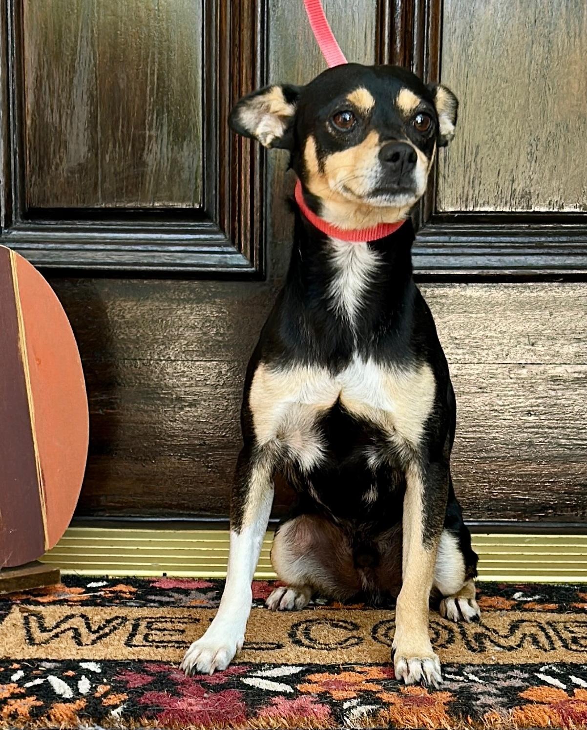 Hotlanta, a Adoptable mixed breed in Brooklyn, NY image 3/6