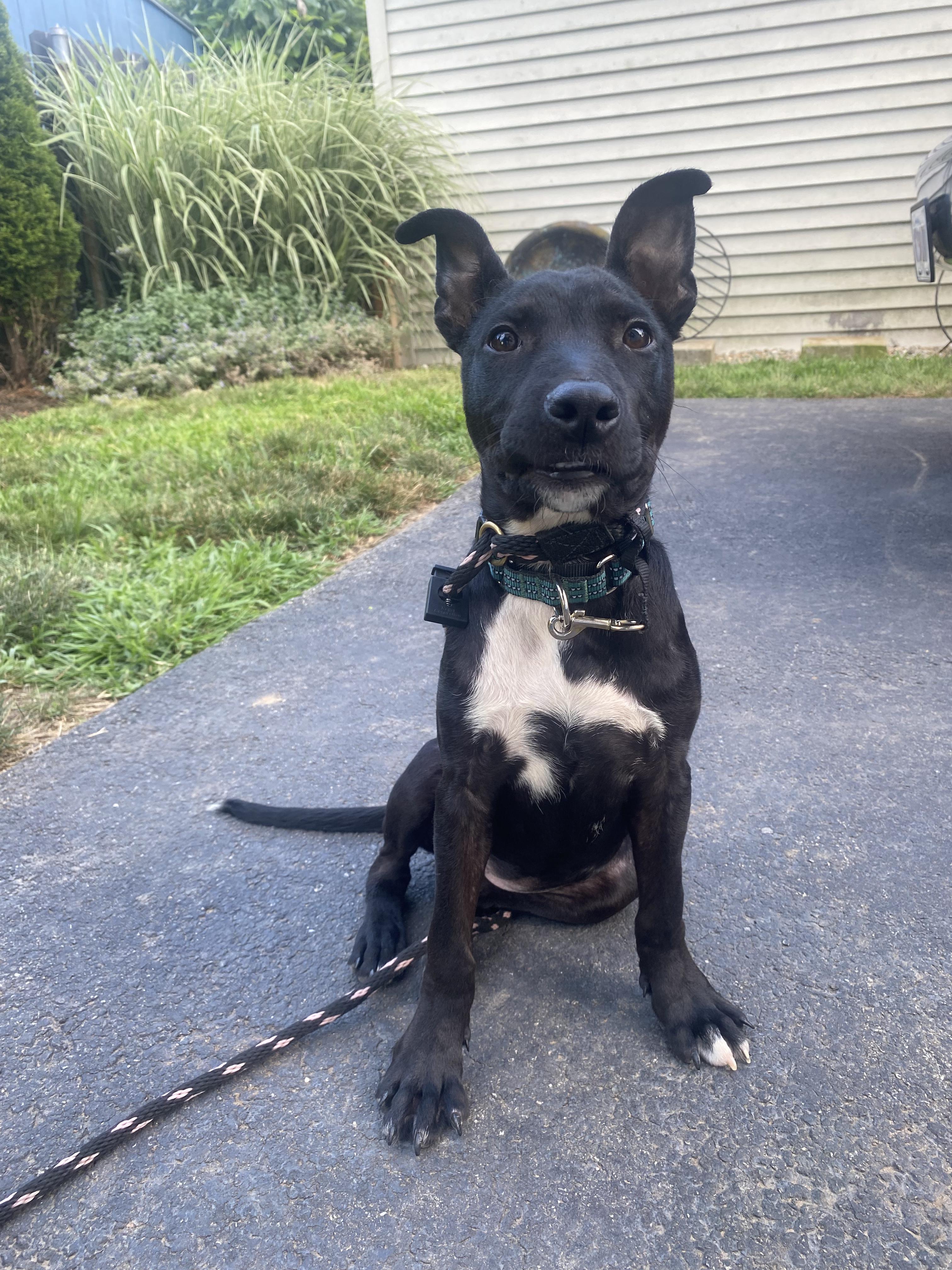 Enlarge Penelope, a Adopted mixed breed in Peabody, MA image 2/6