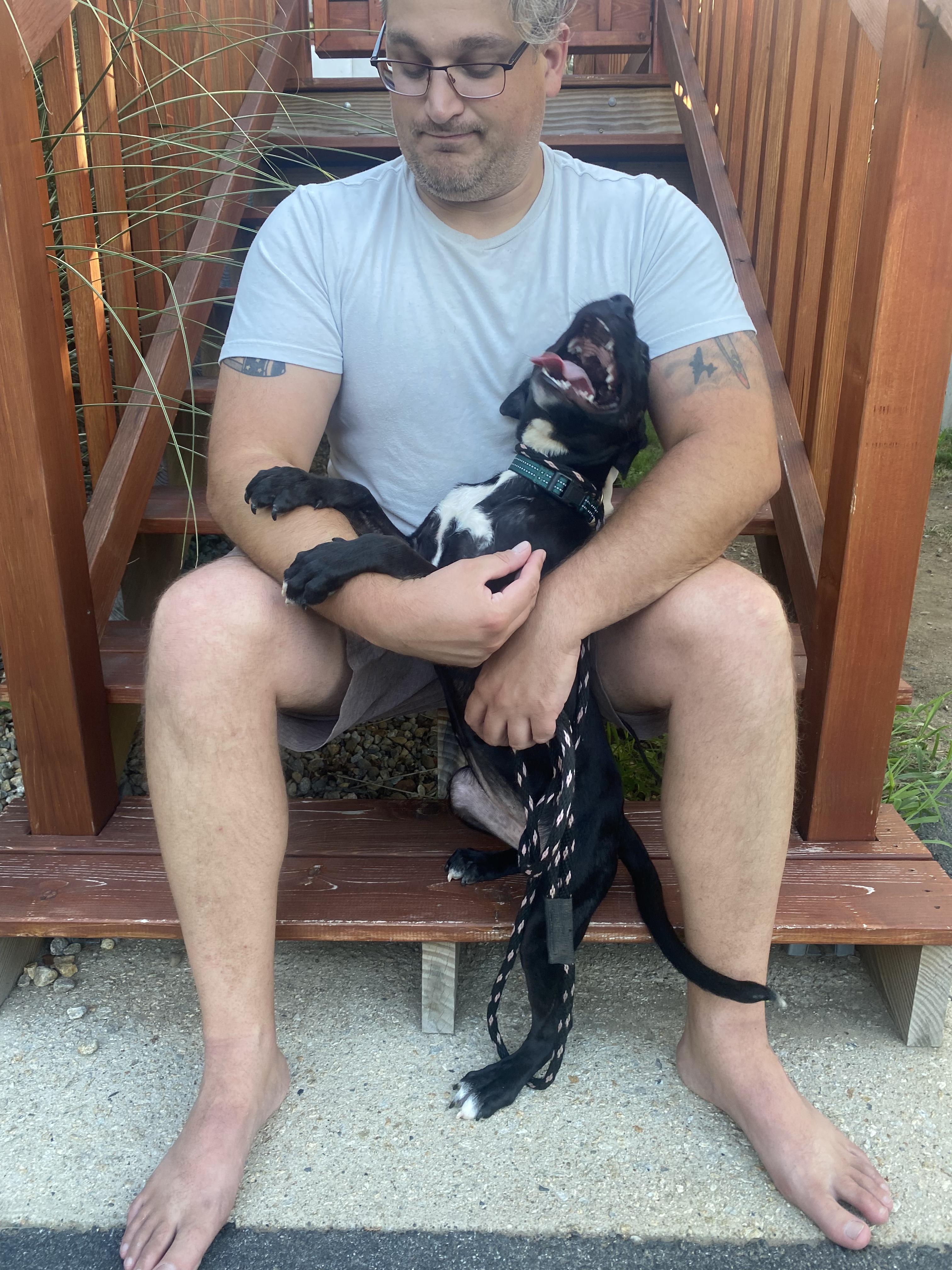 Enlarge Penelope, a Adopted mixed breed in Peabody, MA image 3/6