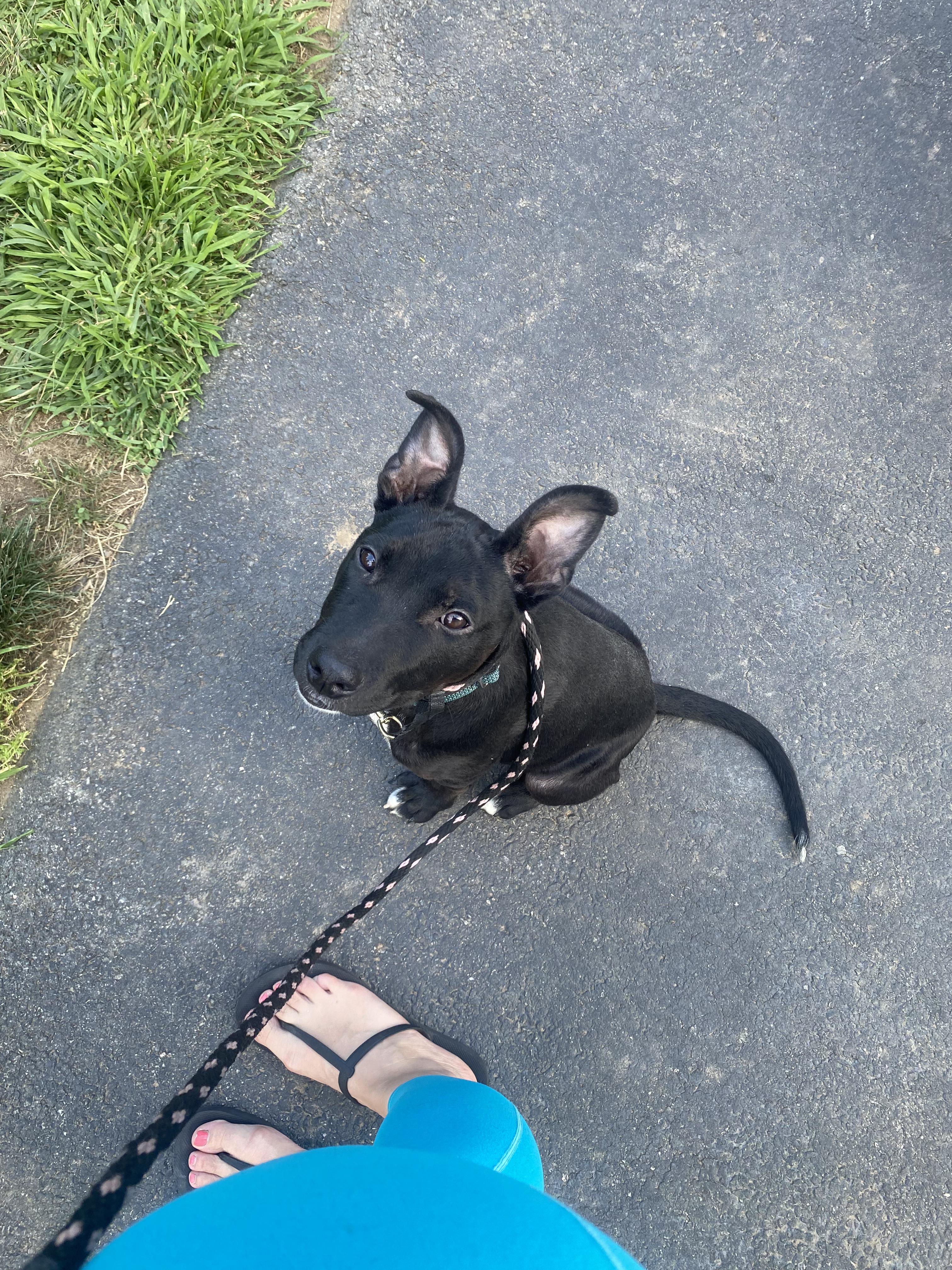 Enlarge Penelope, a Adopted mixed breed in Peabody, MA image 4/6