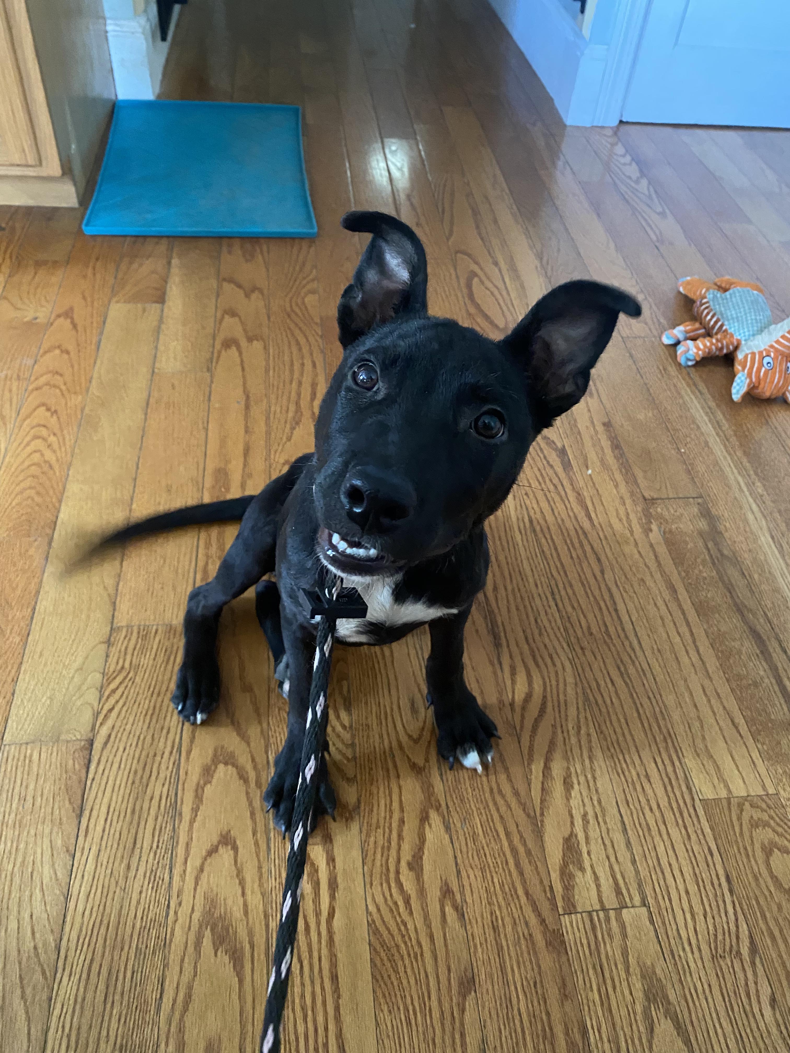 Enlarge Penelope, a Adopted mixed breed in Peabody, MA image 5/6