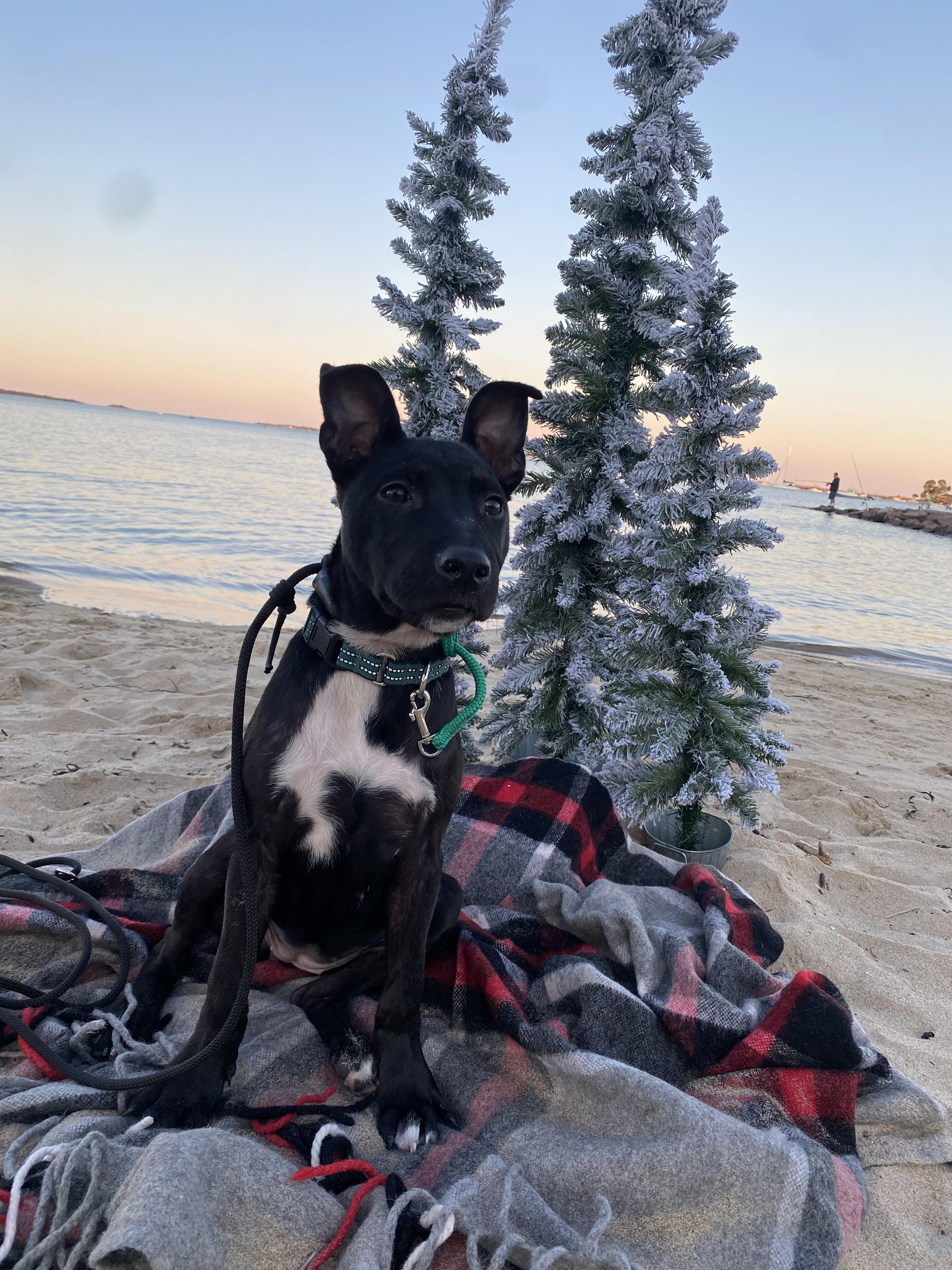 Enlarge Penelope, a Adopted mixed breed in Peabody, MA image 1/6