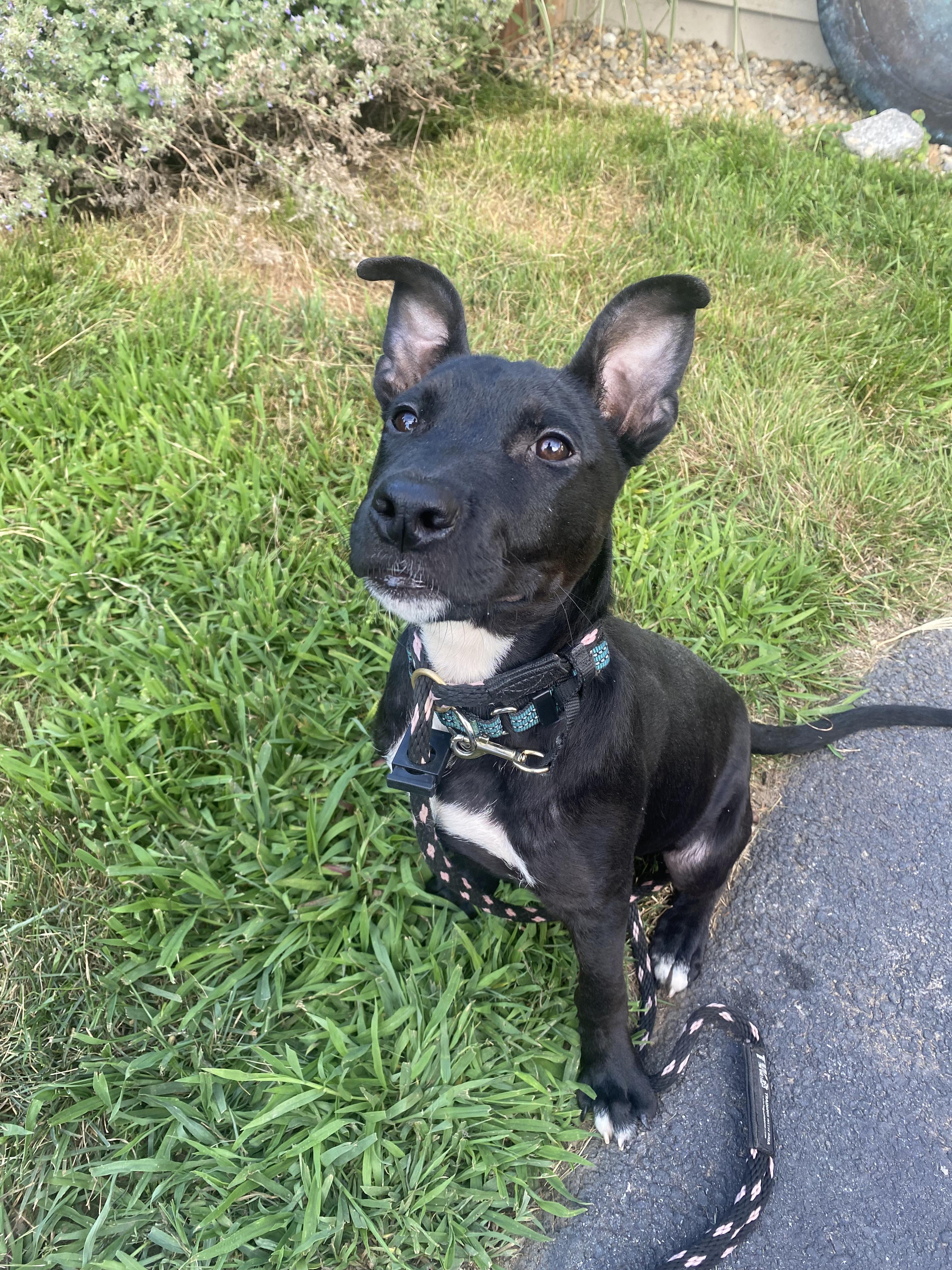 Enlarge Penelope, a Adopted mixed breed in Peabody, MA image 6/6