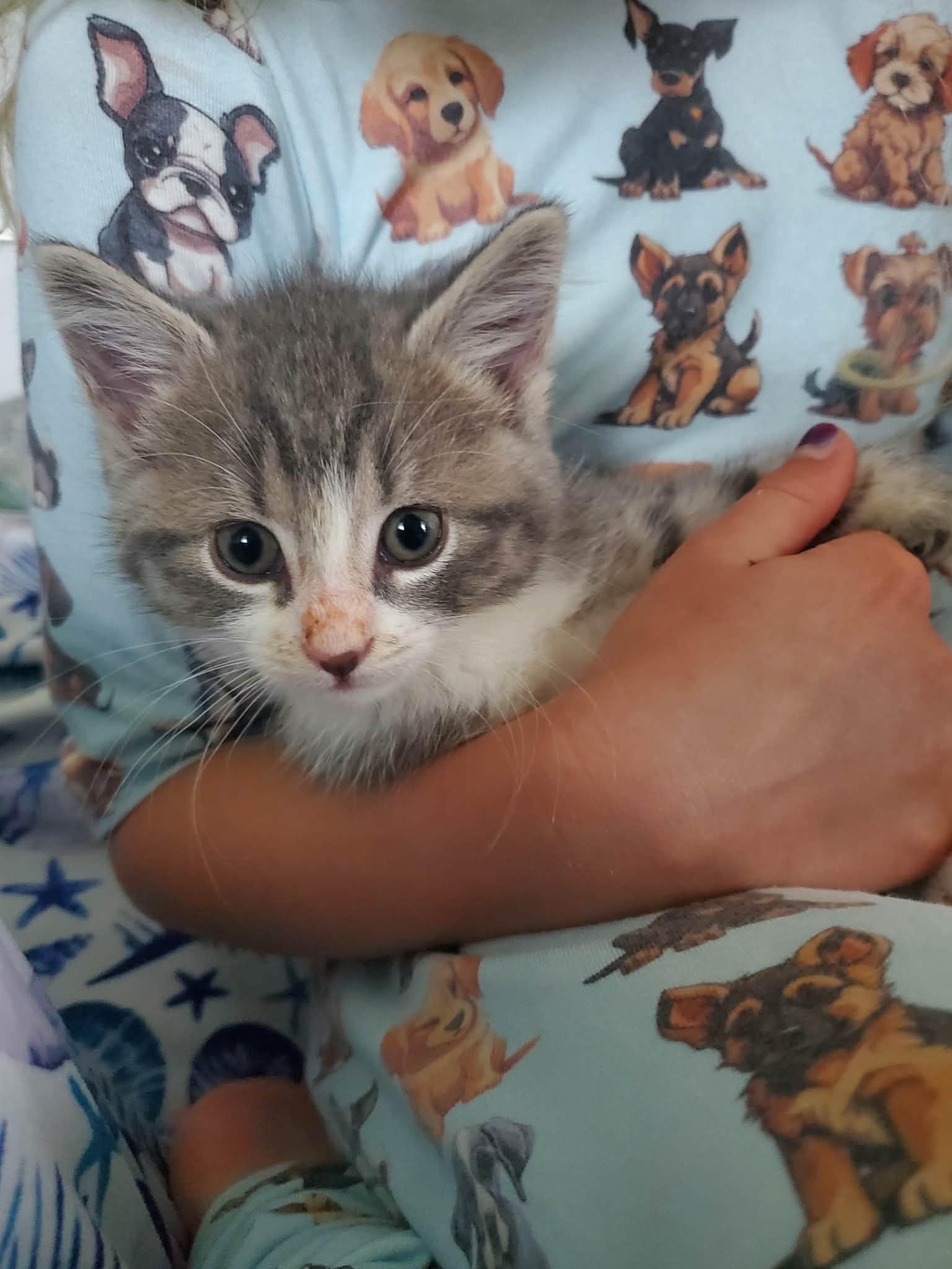Enlarge CARLEE, an adopted Domestic Short Hair in Tillsonburg, ON image 1/4
