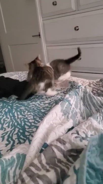 Enlarge CARLEE, an adopted Domestic Short Hair in Tillsonburg, ON video 4/4