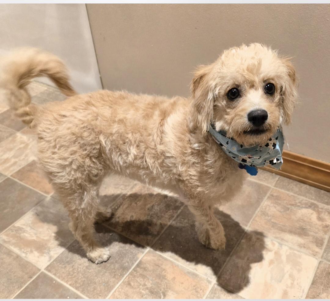 Enlarge Winnie, a ADOPTABLE mixed breed in Jamestown, ND image 4/6