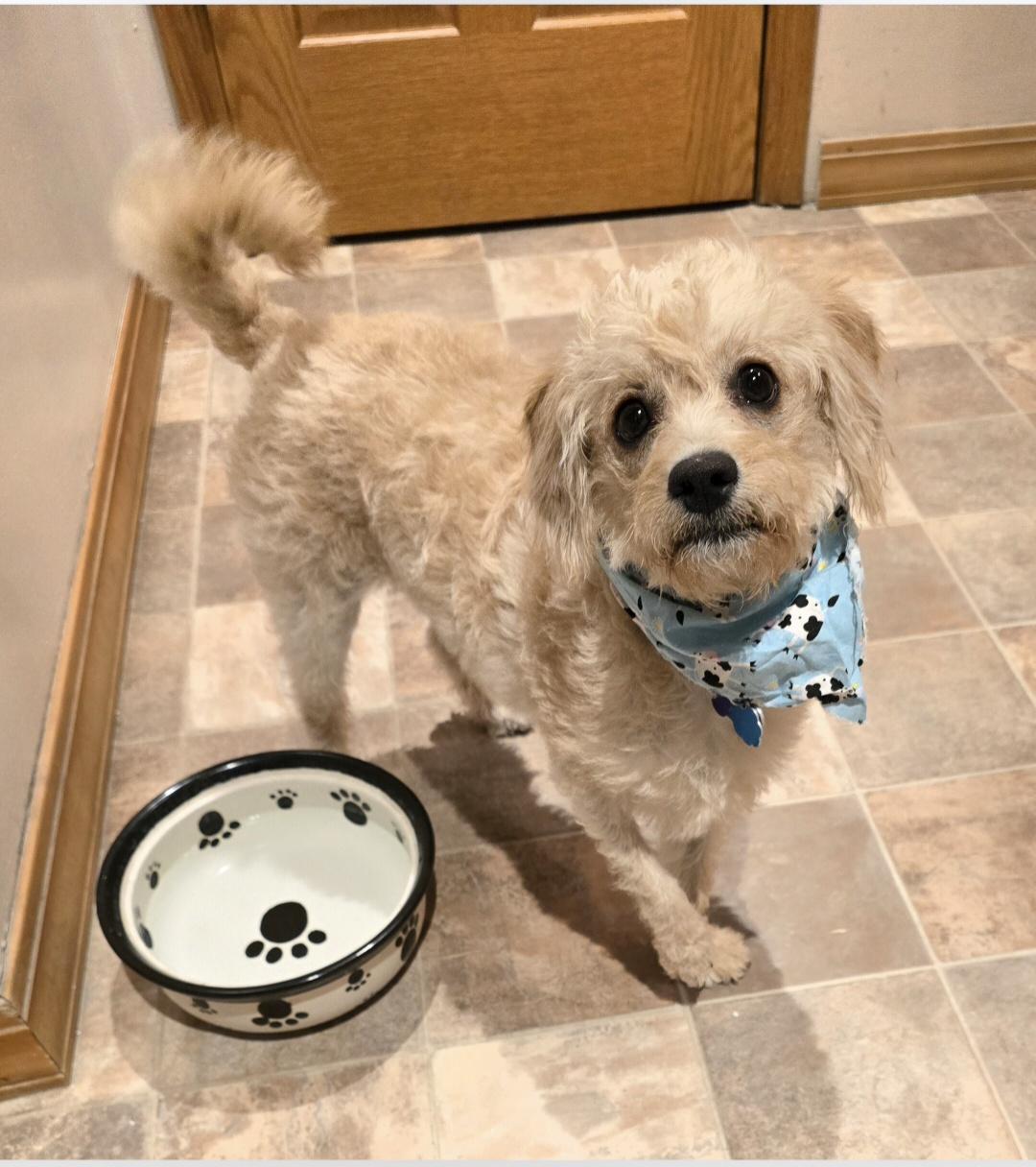 Enlarge Winnie, a ADOPTABLE mixed breed in Jamestown, ND image 6/6