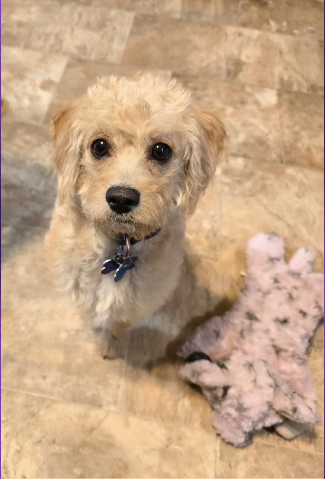 Winnie, ADOPTABLE, Young Female Jack Russell Terrier.