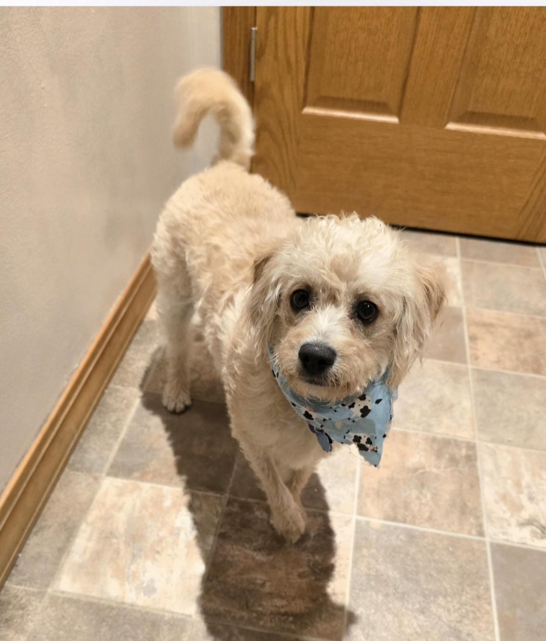 Enlarge Winnie, a ADOPTABLE mixed breed in Jamestown, ND image 3/6