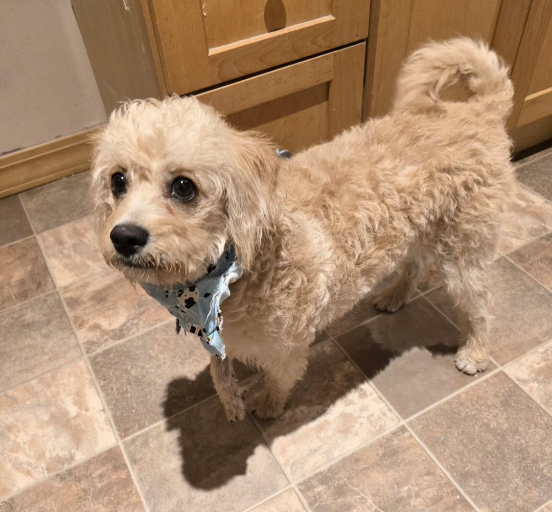 Enlarge Winnie, a ADOPTABLE mixed breed in Jamestown, ND image 5/6