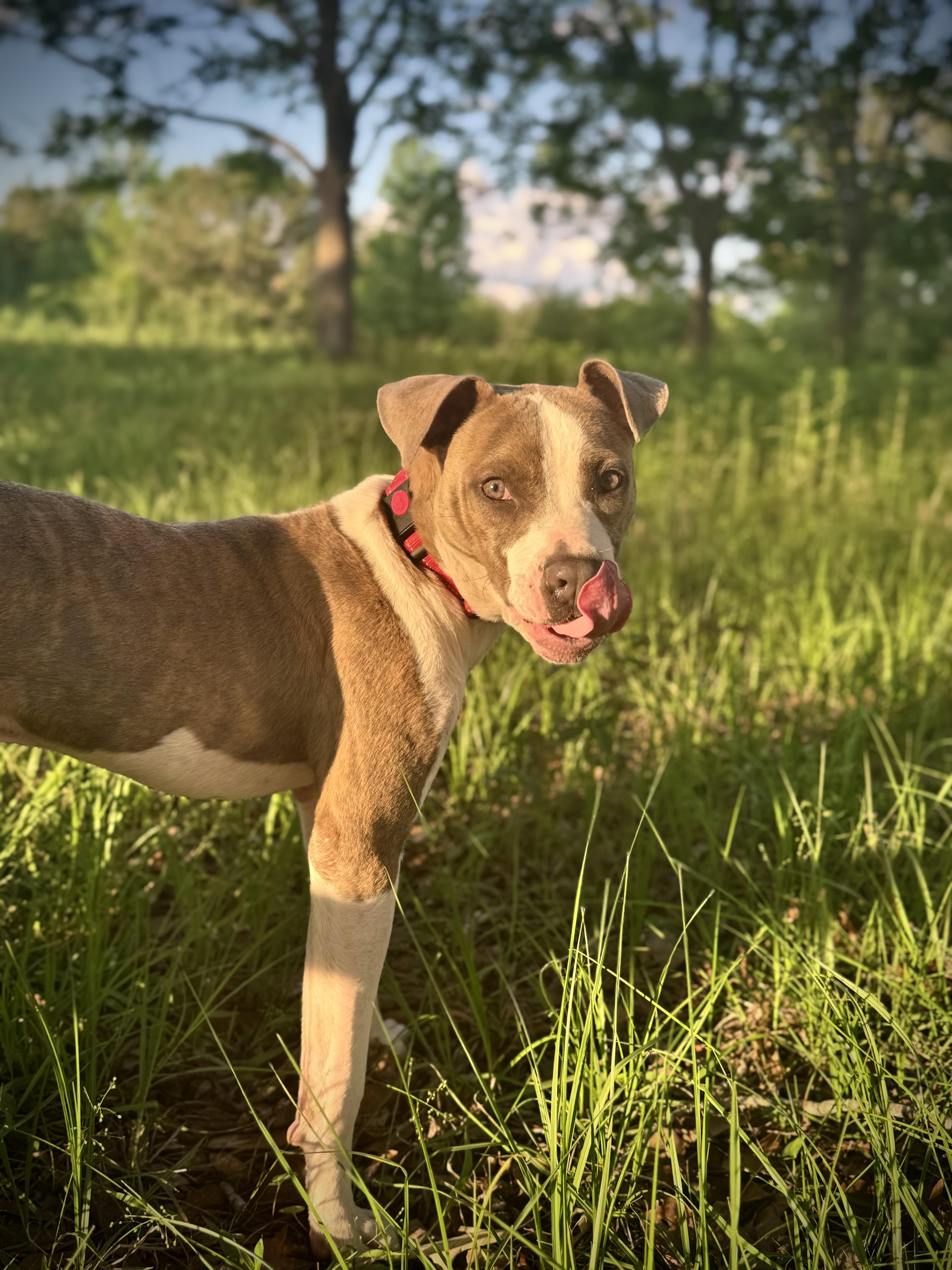da Vinci American Staffordshire Terrier Dog