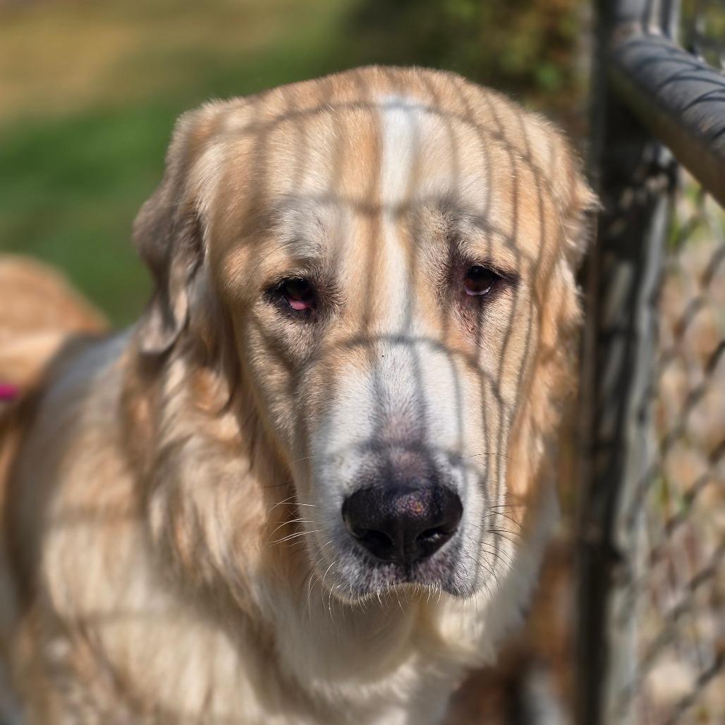 Enlarge Zeus 260677, a Adoptable Mixed Breed in Escanaba, MI image 1/3