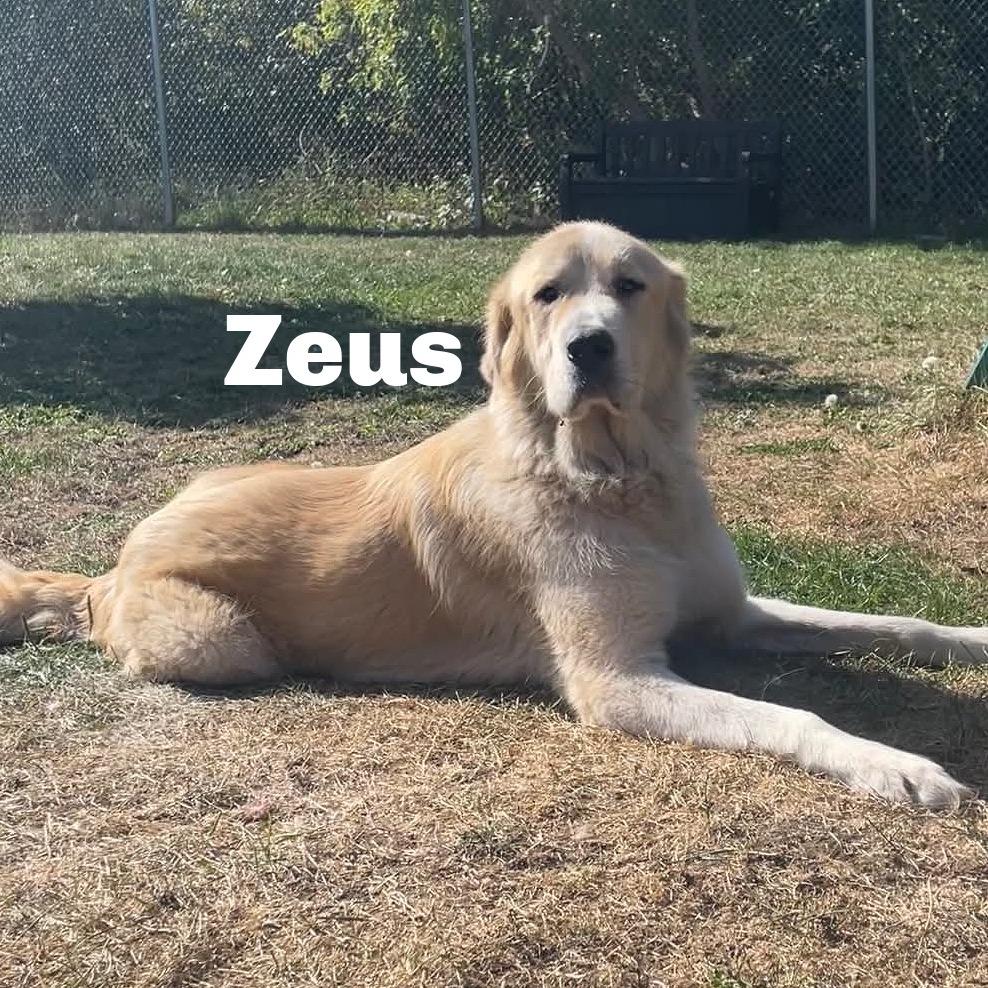 Enlarge Zeus 260677, a Adoptable Mixed Breed in Escanaba, MI image 2/3