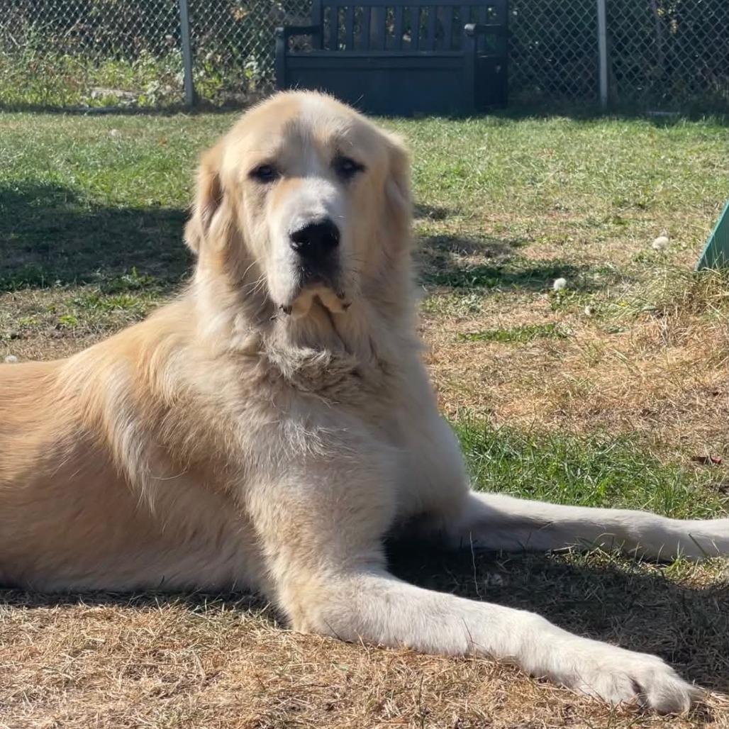 Enlarge Zeus 260677, a Adoptable Mixed Breed in Escanaba, MI image 3/3