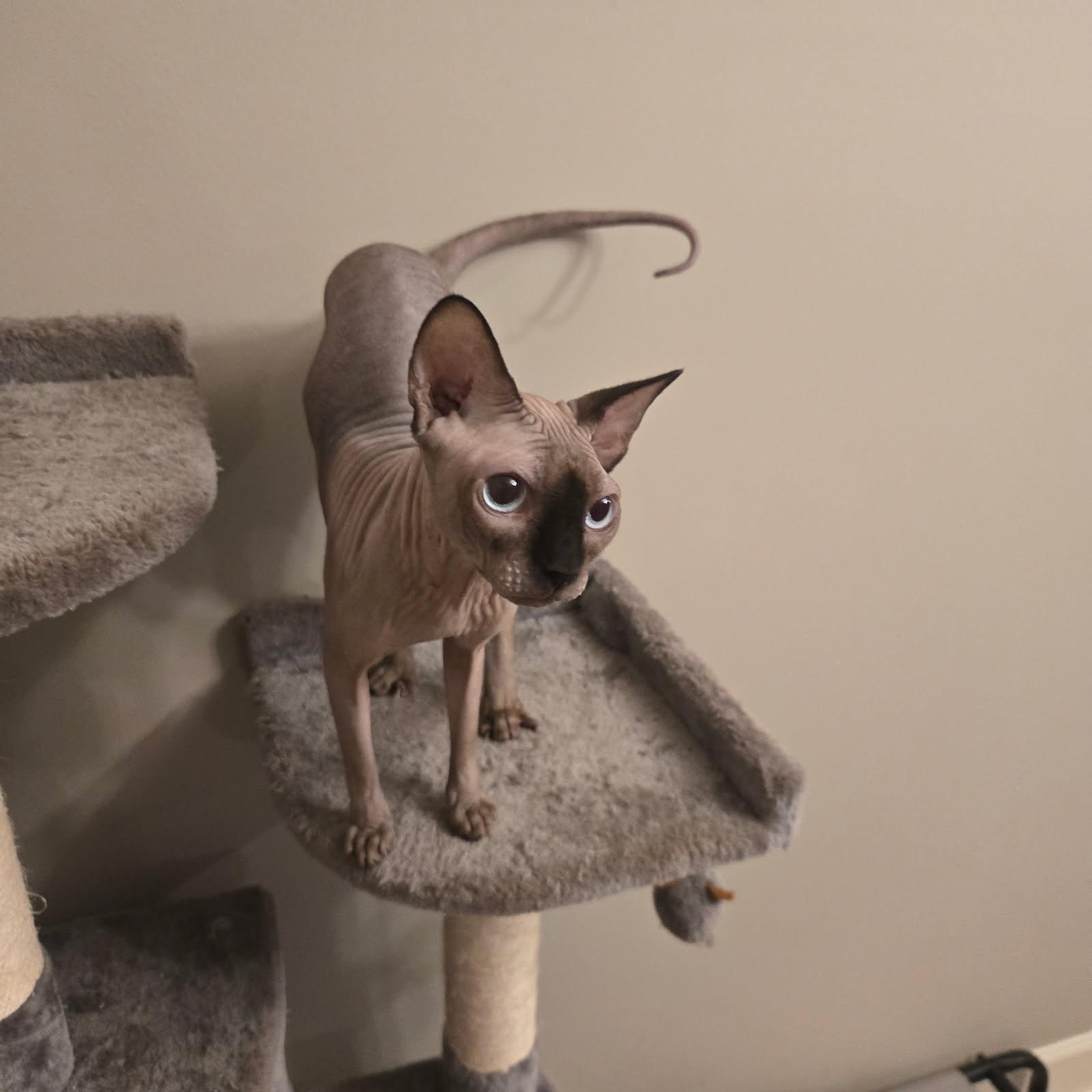 Enlarge Rosemary, an adopted Sphynx / Hairless Cat in Orlando, FL image 2/4