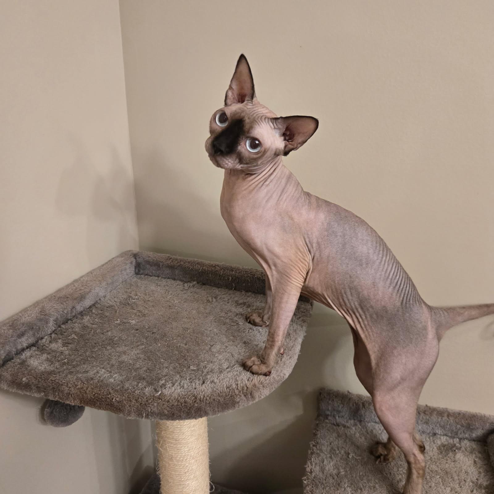 Enlarge Rosemary, an adopted Sphynx / Hairless Cat in Orlando, FL image 1/4