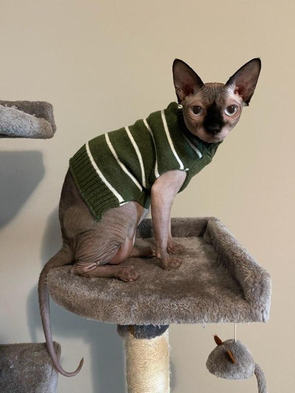 Enlarge Rosemary, an adopted Sphynx / Hairless Cat in Orlando, FL image 4/4