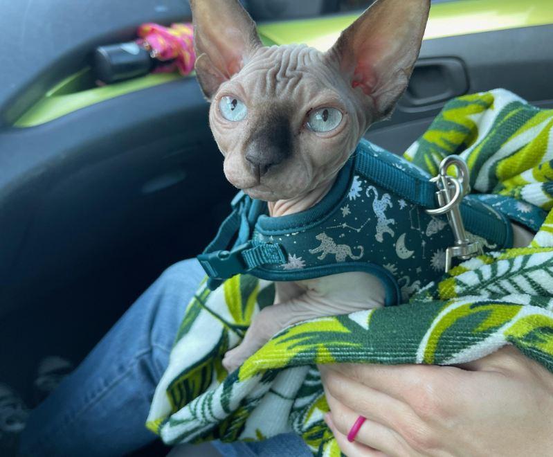 Enlarge Rosemary, an adopted Sphynx / Hairless Cat in Orlando, FL image 3/4