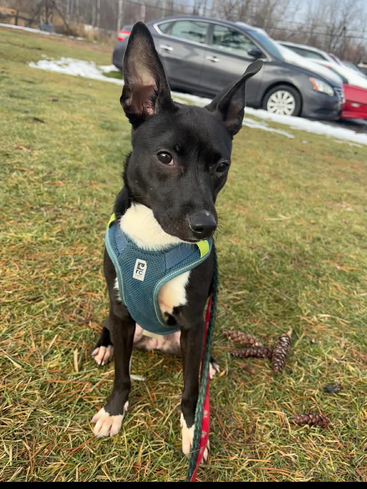 Enlarge Rachel, a Adoptable Mixed Breed in Vaudreuil-Dorion, QC image 1/3