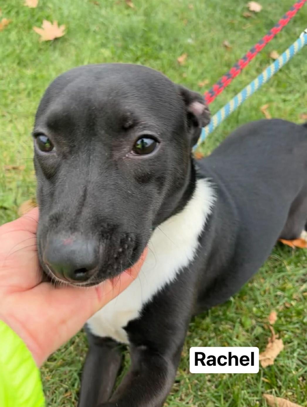 Enlarge Rachel, a Adoptable Mixed Breed in Vaudreuil-Dorion, QC image 2/3