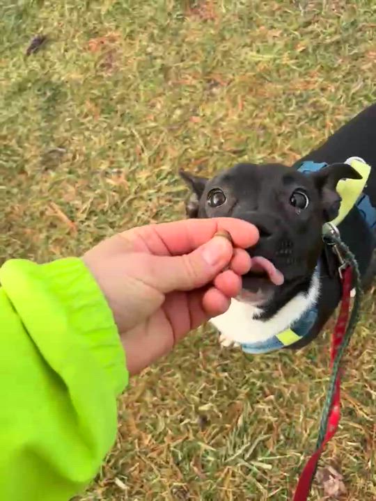 Enlarge Rachel, a Adoptable Mixed Breed in Vaudreuil-Dorion, QC video 3/3