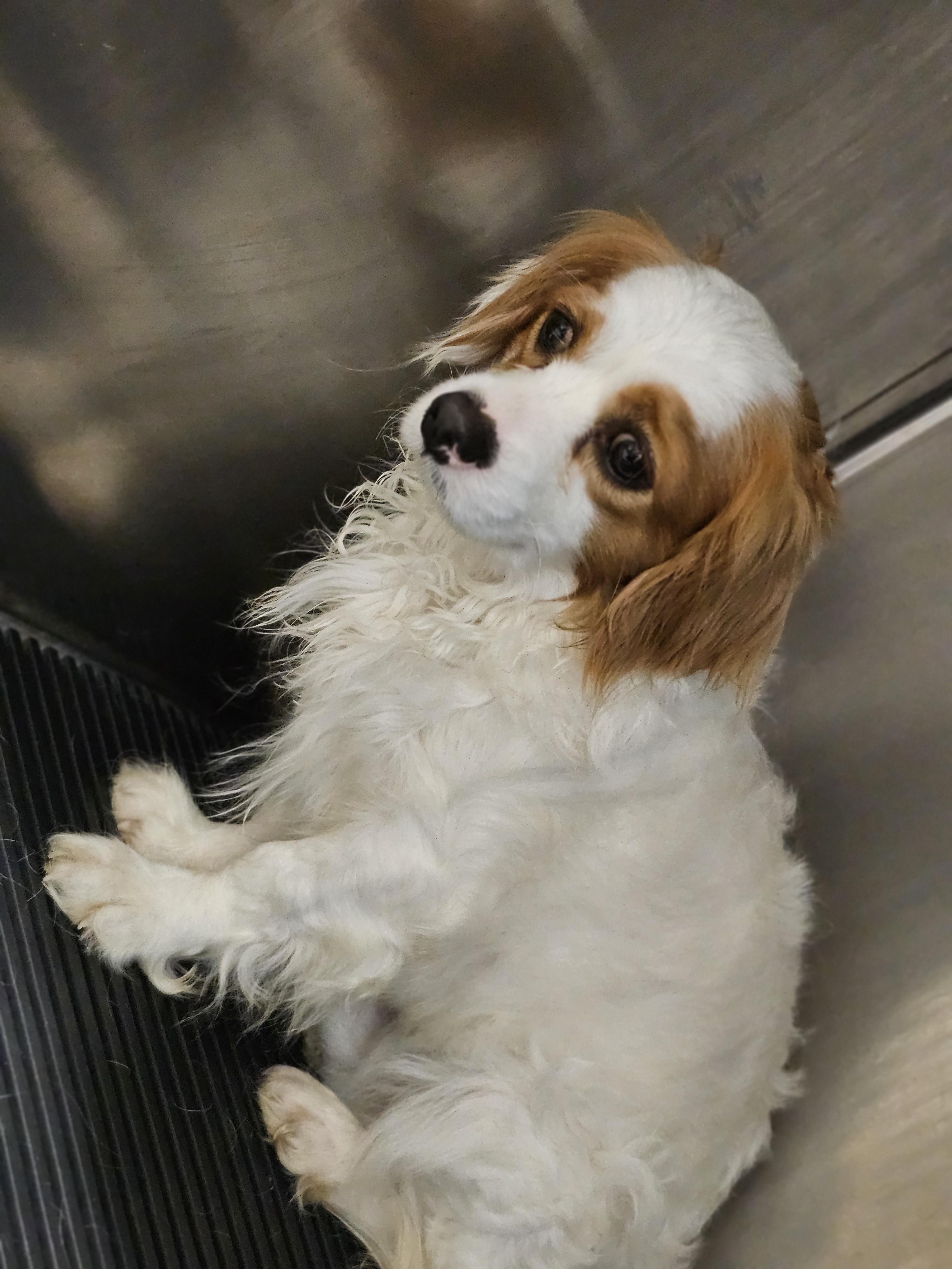 Enlarge Franklin, a ADOPTABLE Cavapoo in O Fallon, IL image 4/6
