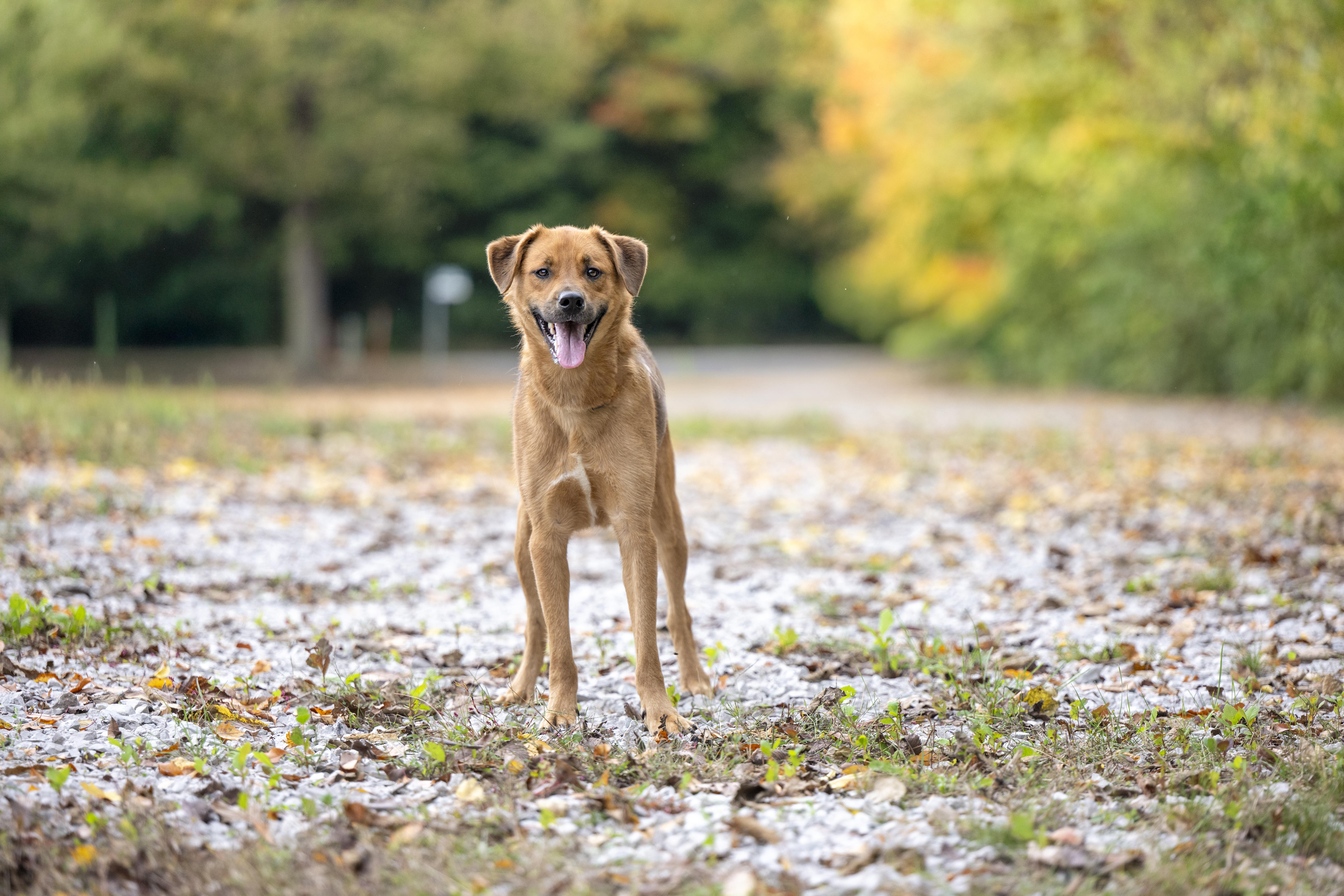 Bomber, a Adoptable mixed breed in Terre Haute, IN image 1/2