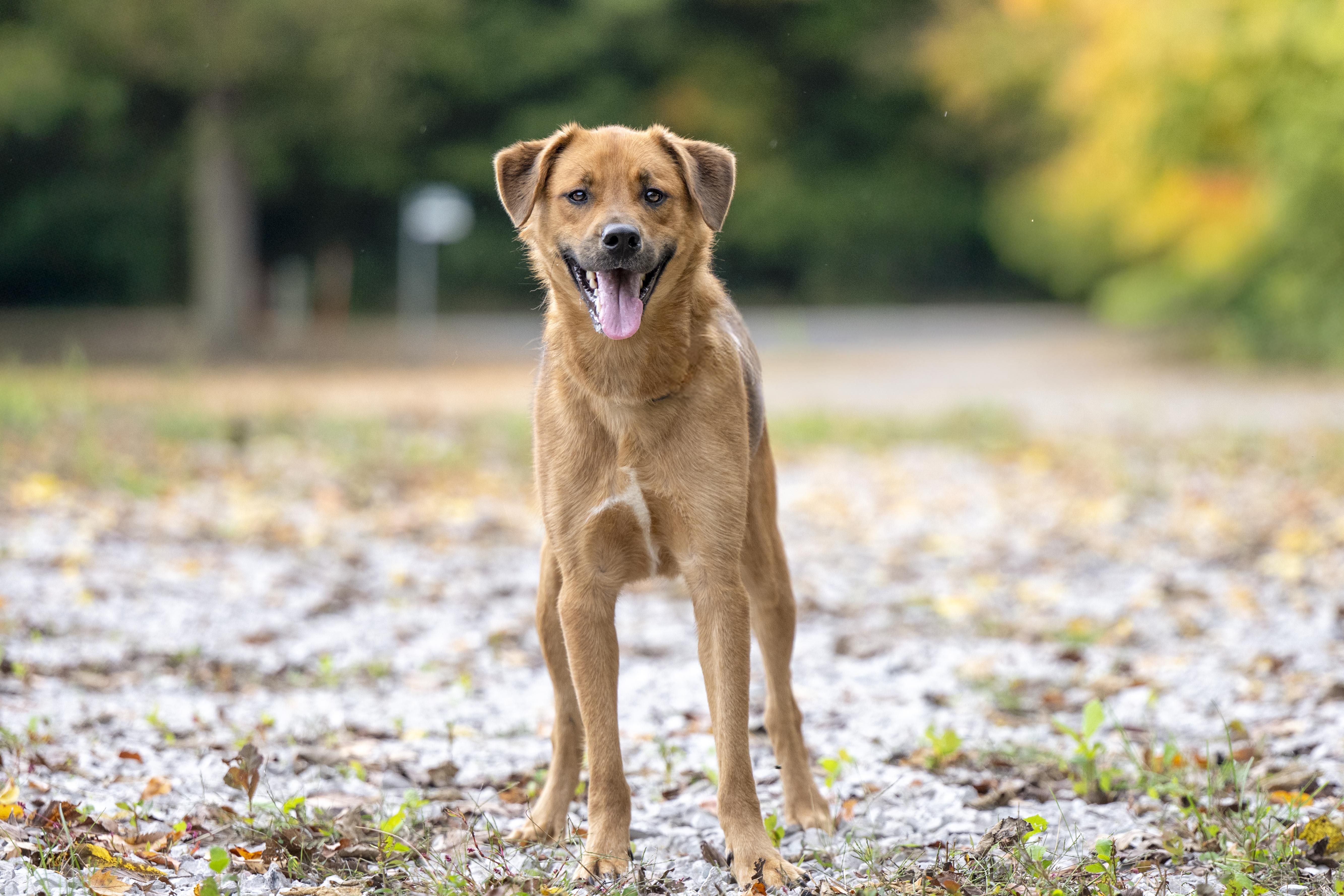 Bomber, a Adoptable mixed breed in Terre Haute, IN image 2/2
