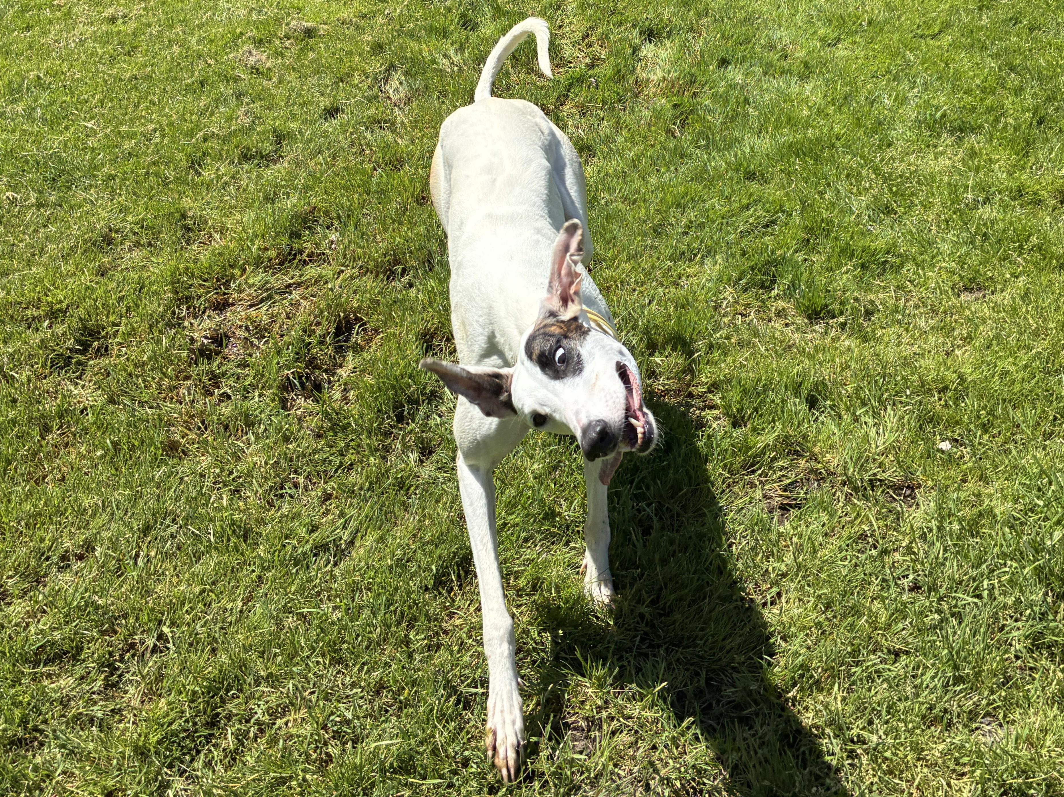 Honey BBQ "Cotton", a Adopted Greyhound in Chagrin Falls, OH image 4/4