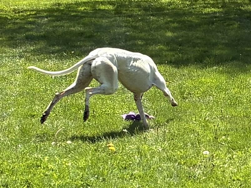 Honey BBQ "Cotton", a Adopted Greyhound in Chagrin Falls, OH image 2/4
