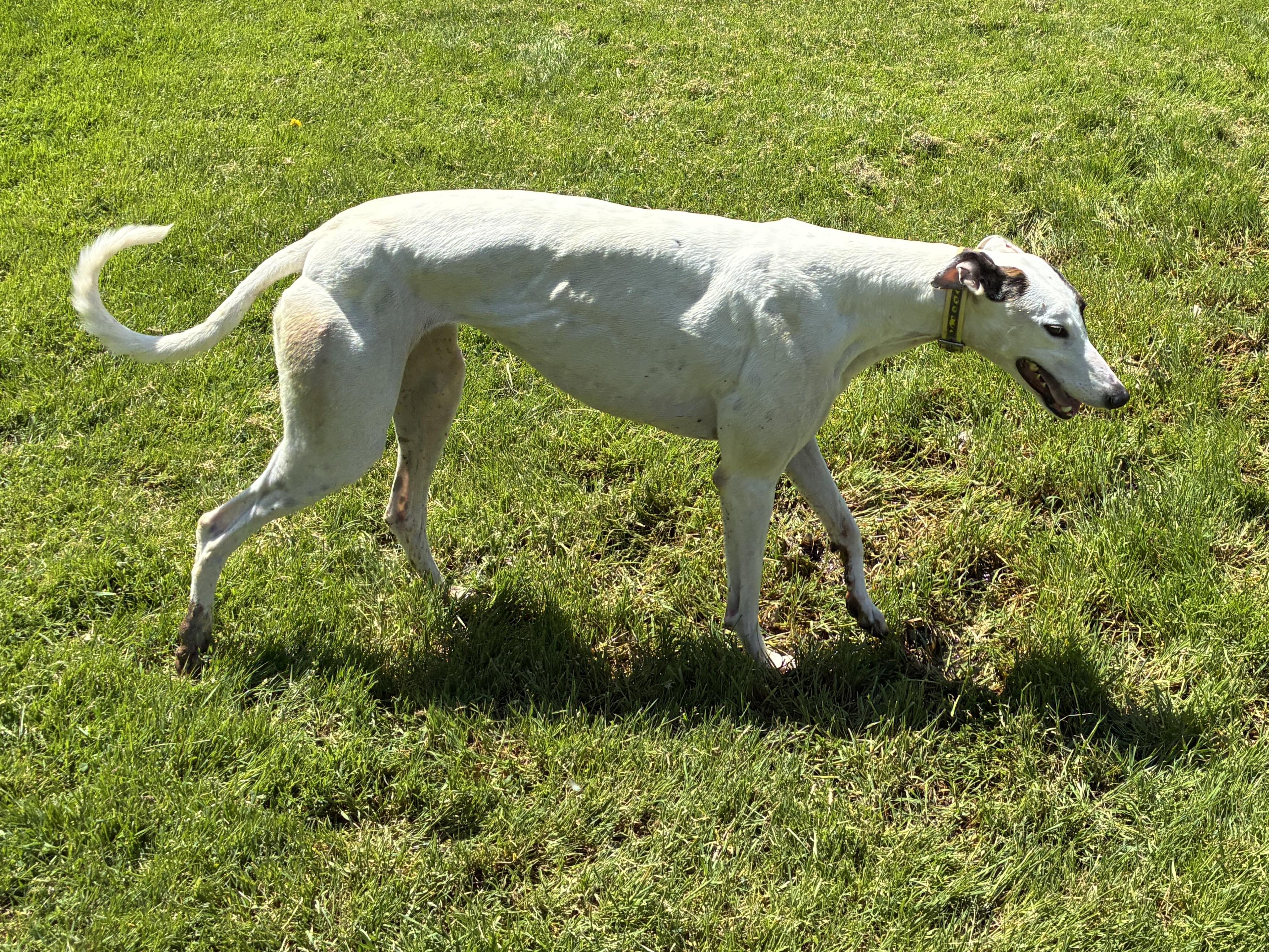 Honey BBQ "Cotton", a Adopted Greyhound in Chagrin Falls, OH image 1/4