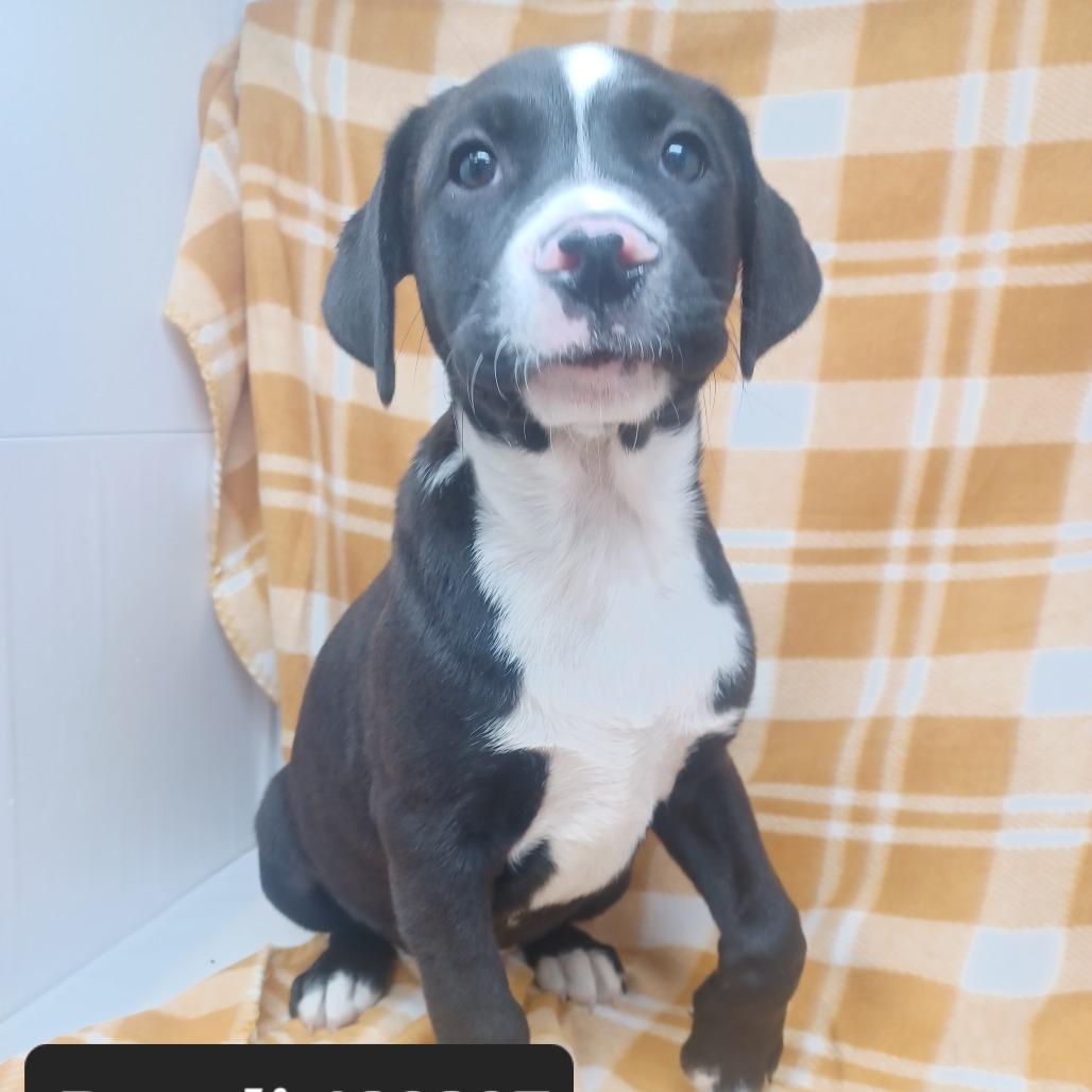 Enlarge Denali, a Adoptable mixed breed in New Tazewell, TN image 1/1