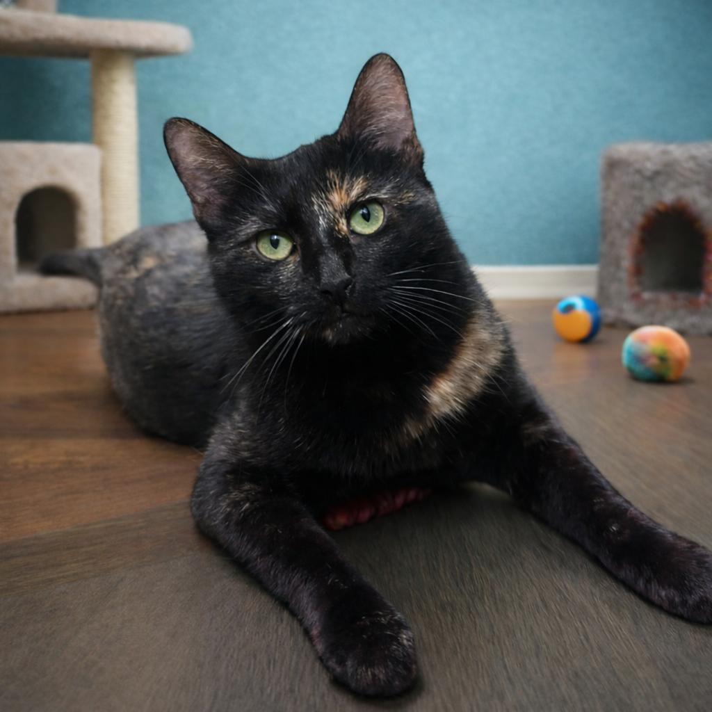 Harlee — Your Future Play Partner With Paws, Adoptable, Young Female Tortoiseshell & Bombay.