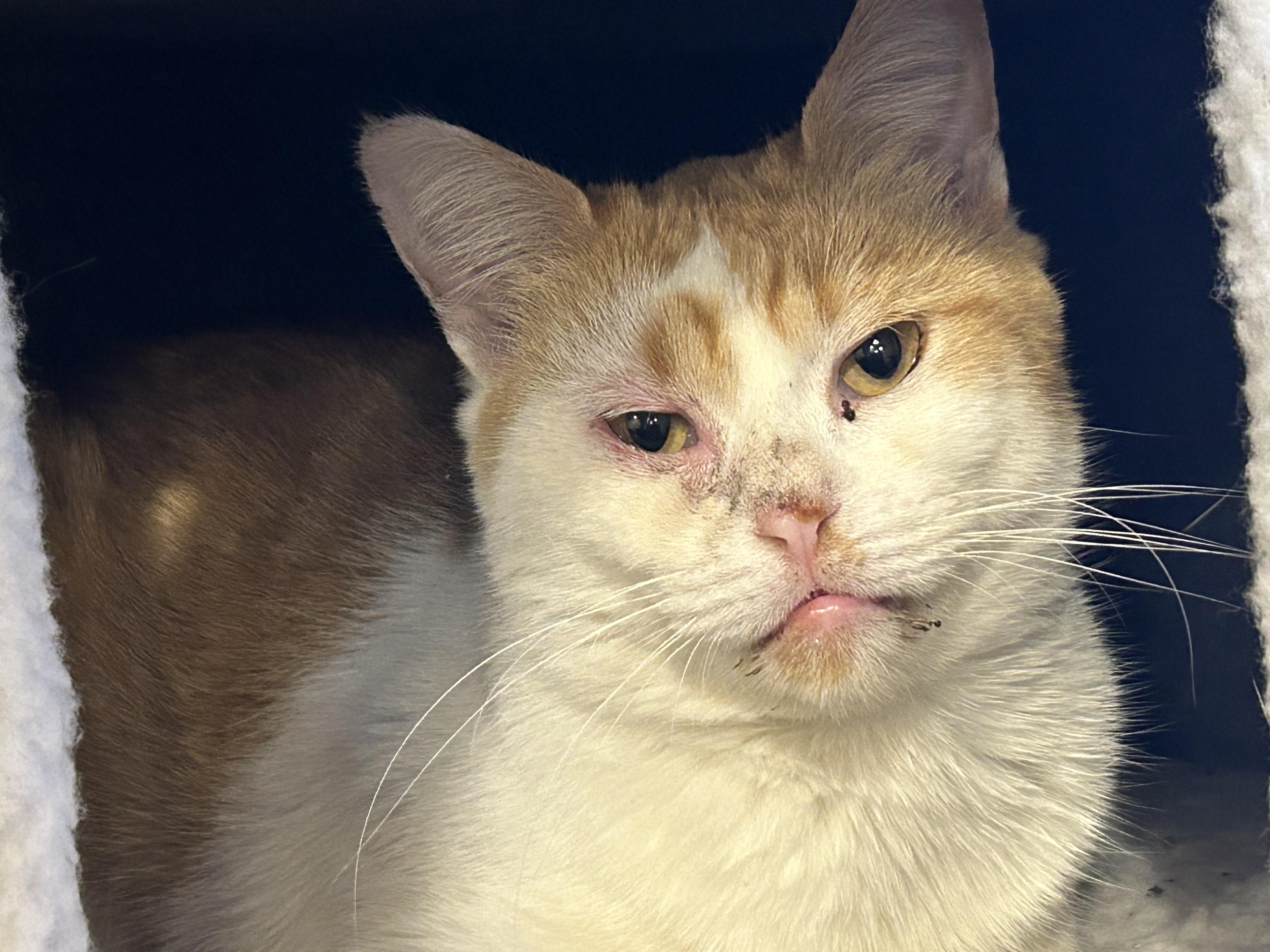 Chester, ADOPTABLE, Adult Male American Shorthair.