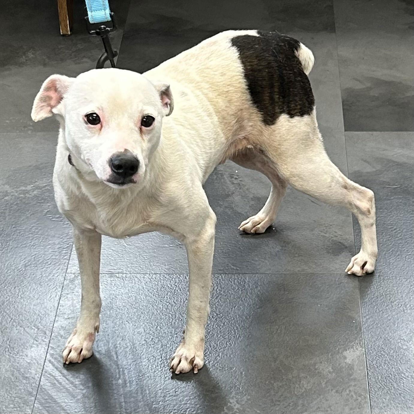 Petie, Adoptable, Adult Male Feist.