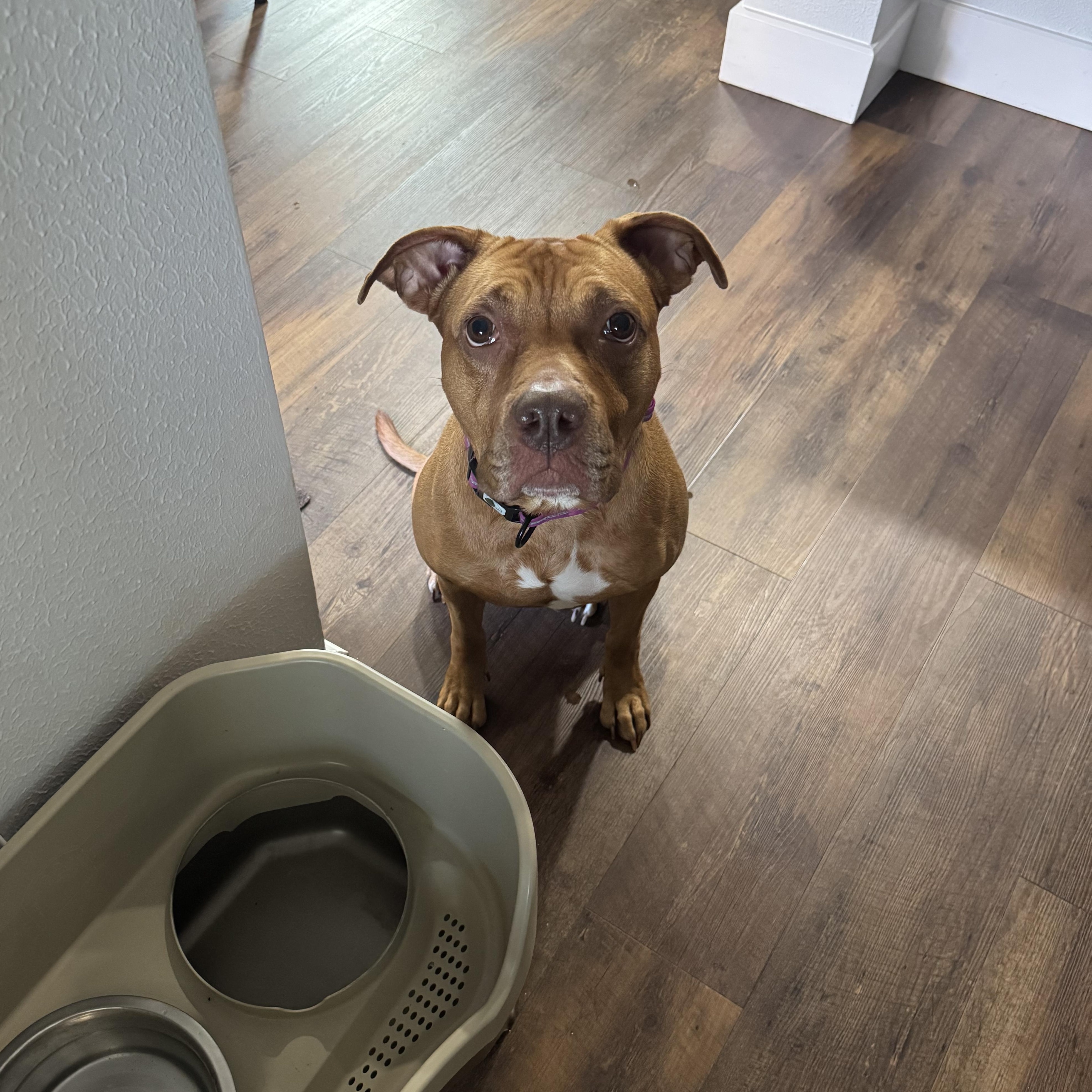 Enlarge Jersey, a ADOPTABLE mixed breed in Tomball, TX image 2/6