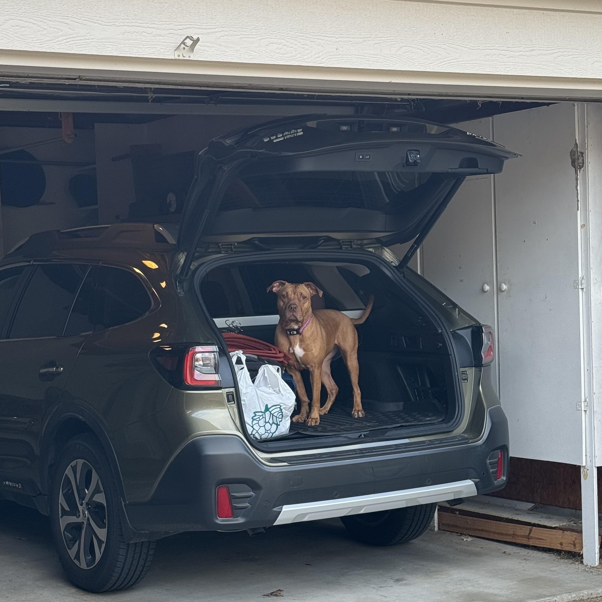 Enlarge Jersey, a ADOPTABLE mixed breed in Tomball, TX image 6/6