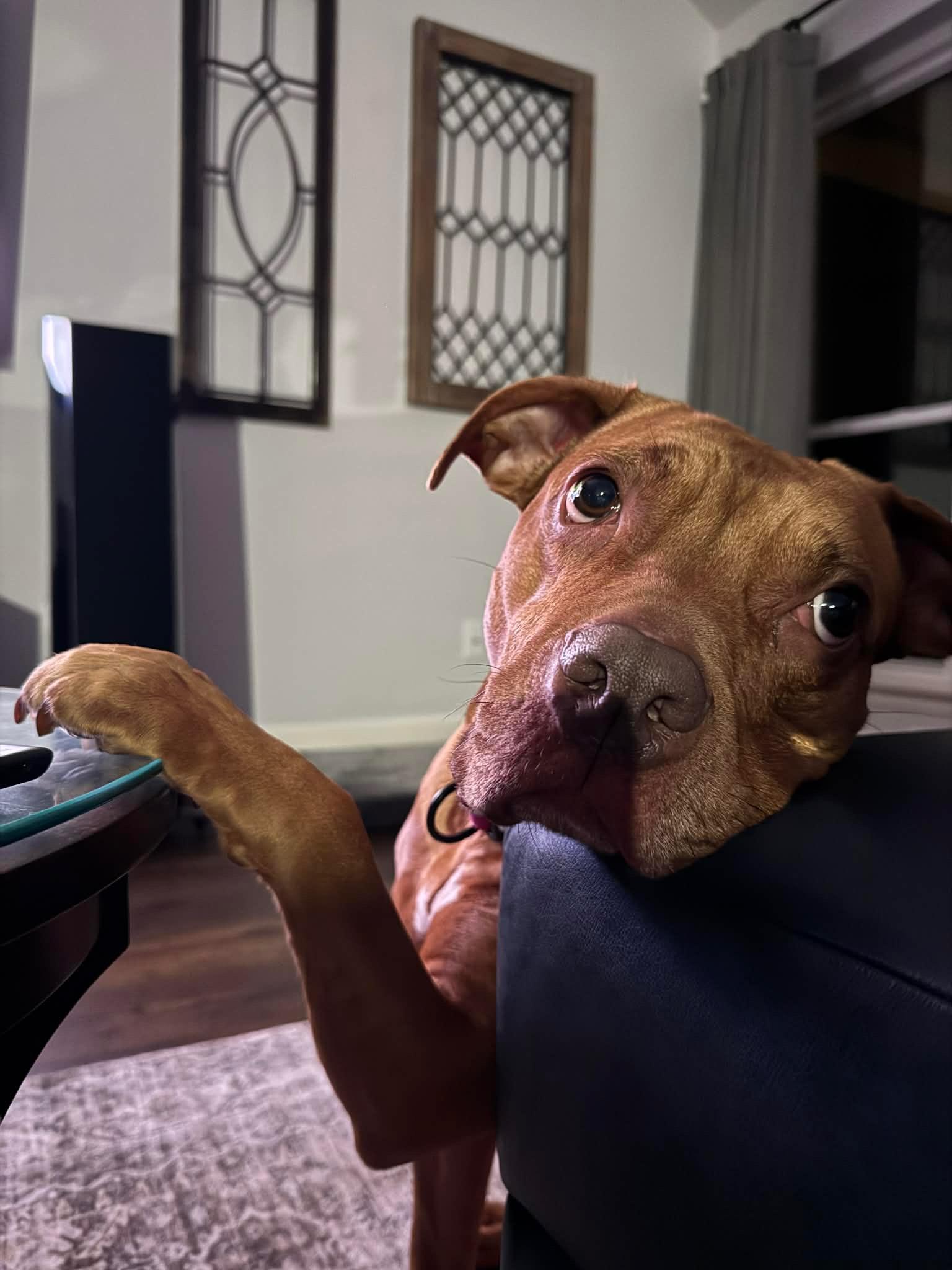 Jersey, ADOPTABLE, Adult Female Pit Bull Terrier & Boxer.