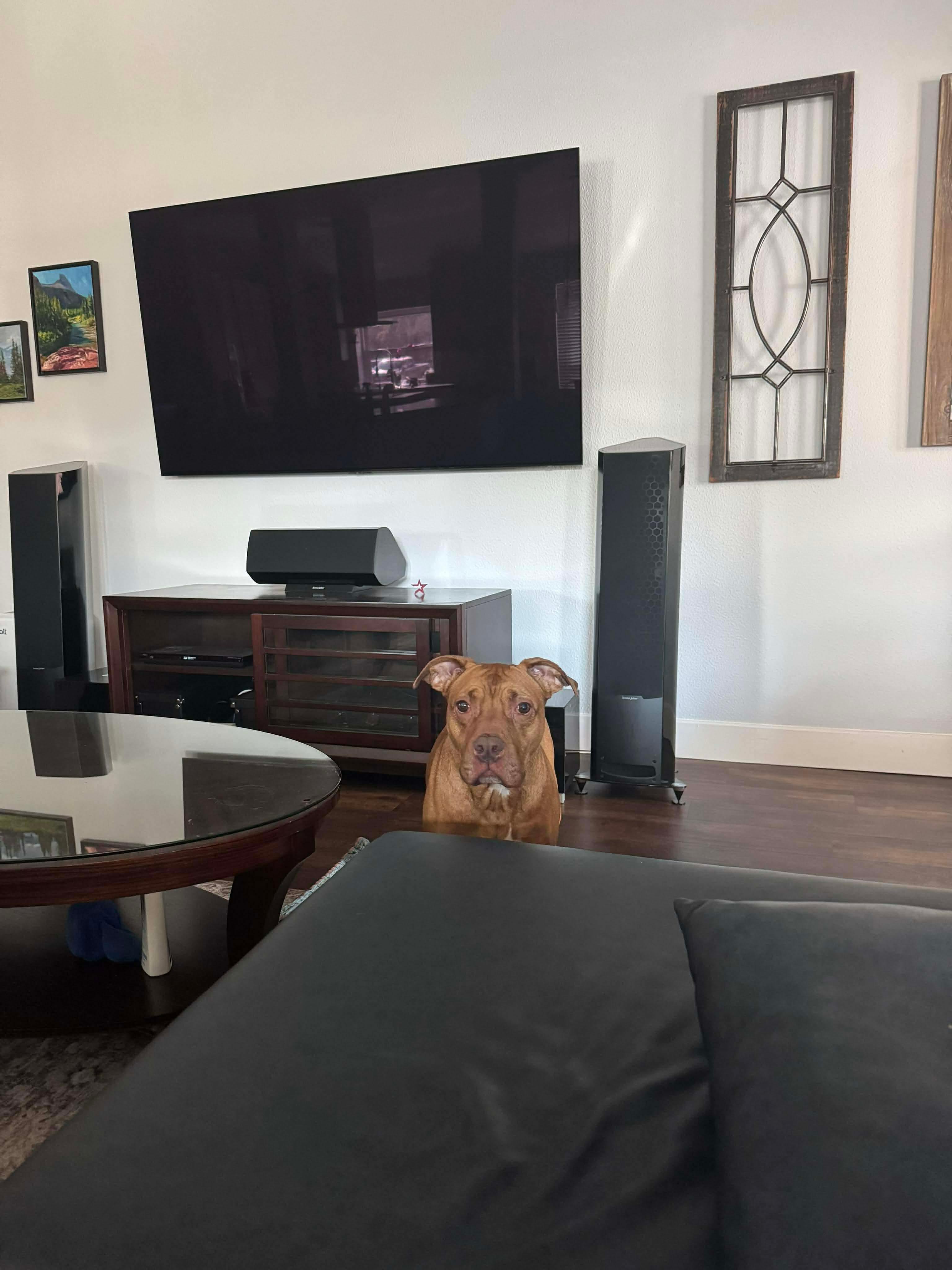 Enlarge Jersey, a ADOPTABLE mixed breed in Tomball, TX image 4/6