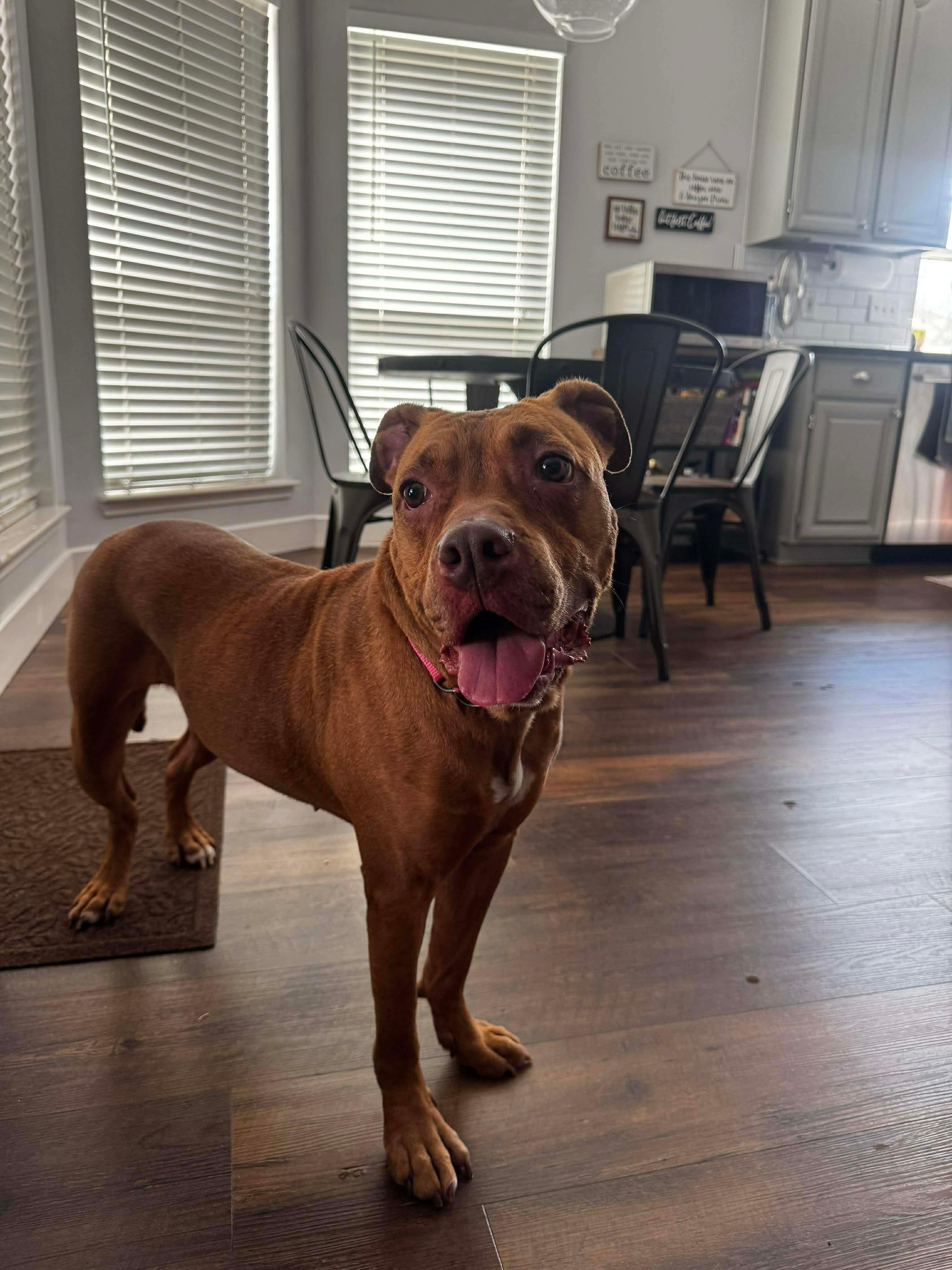 Enlarge Jersey, a ADOPTABLE mixed breed in Tomball, TX image 3/6